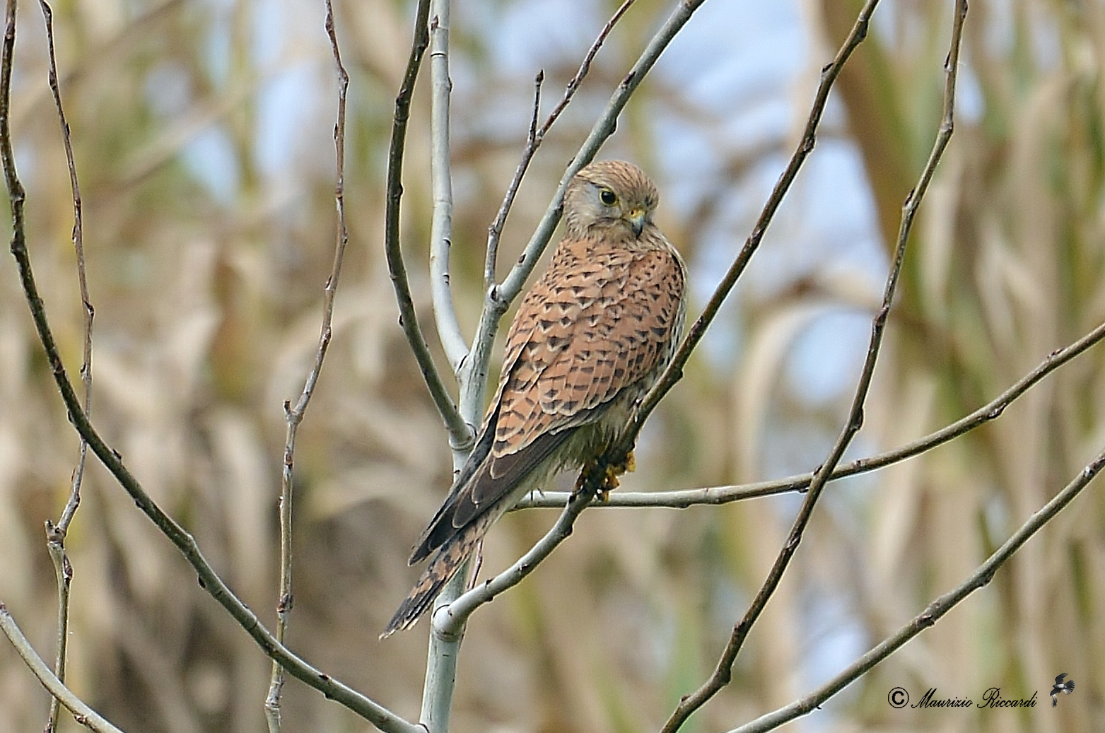 Kestrel
