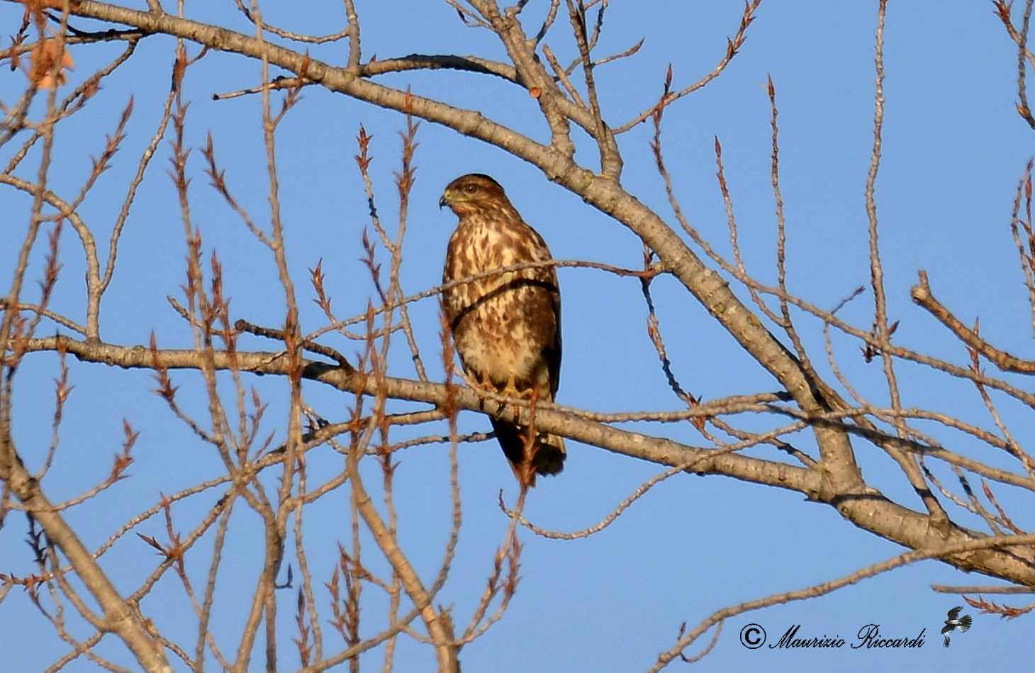 Common buzzard