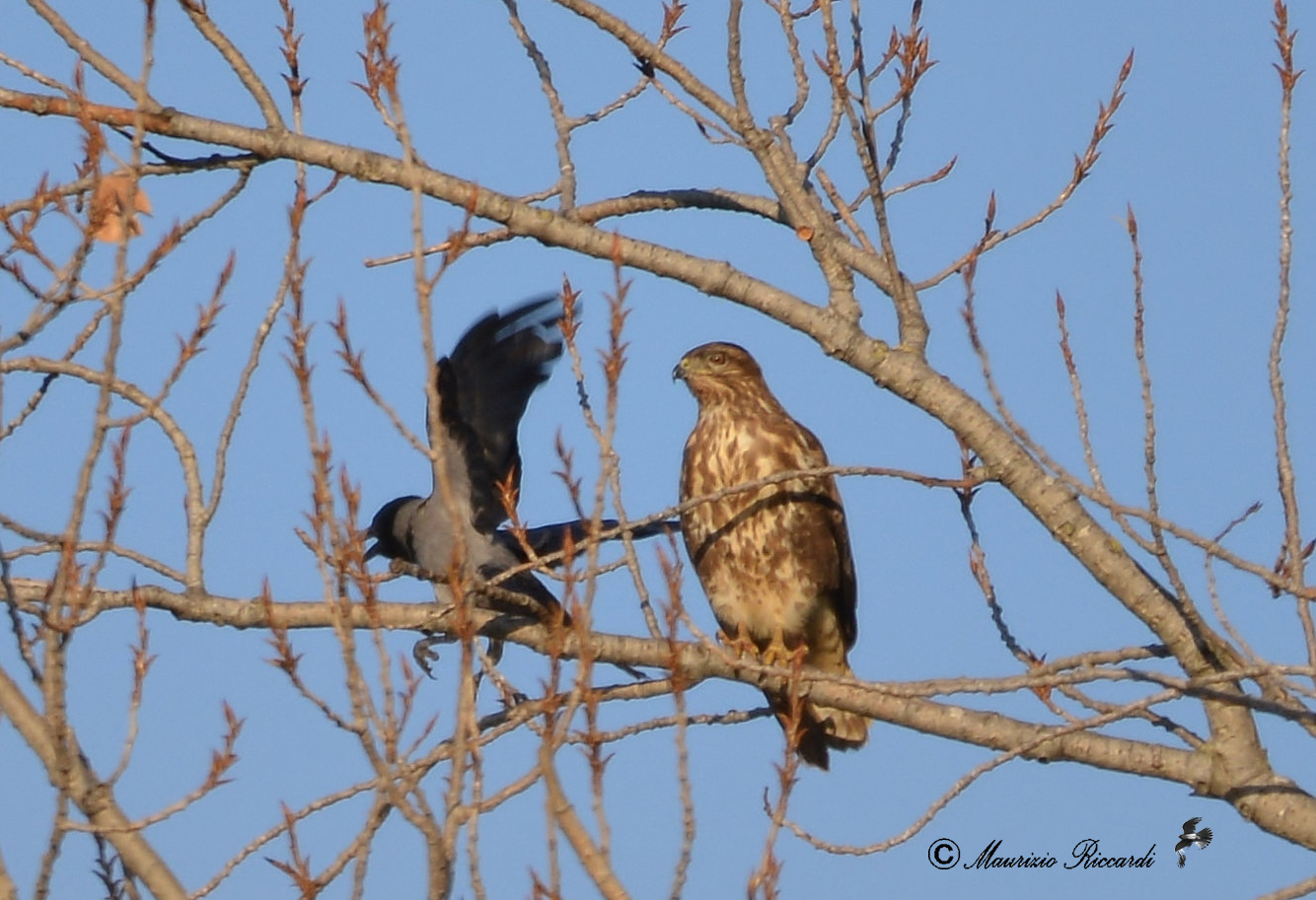 Common buzzard