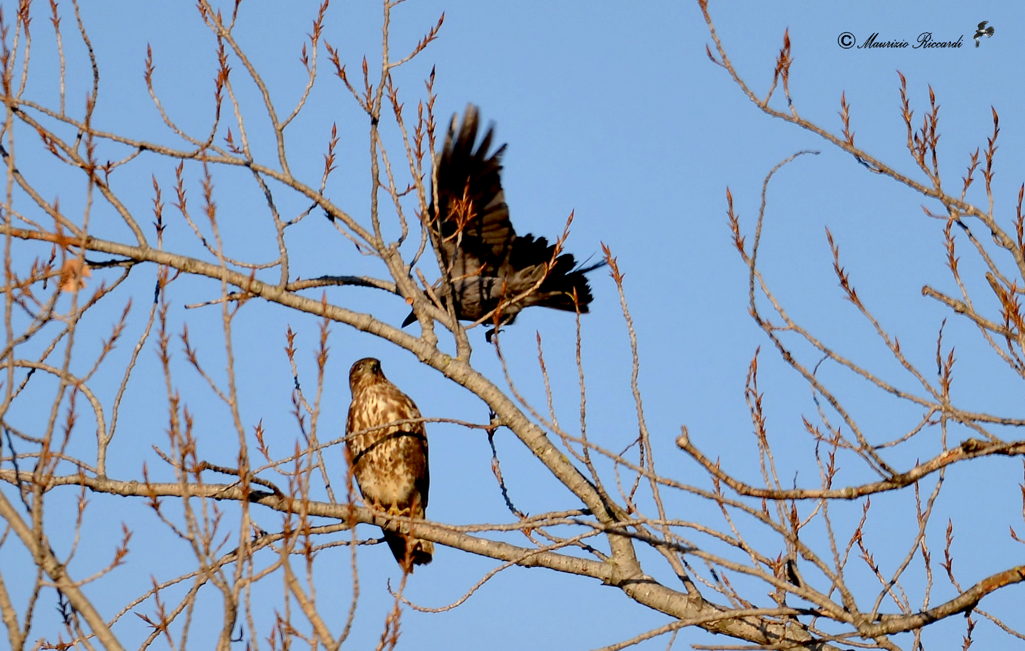 Common buzzard