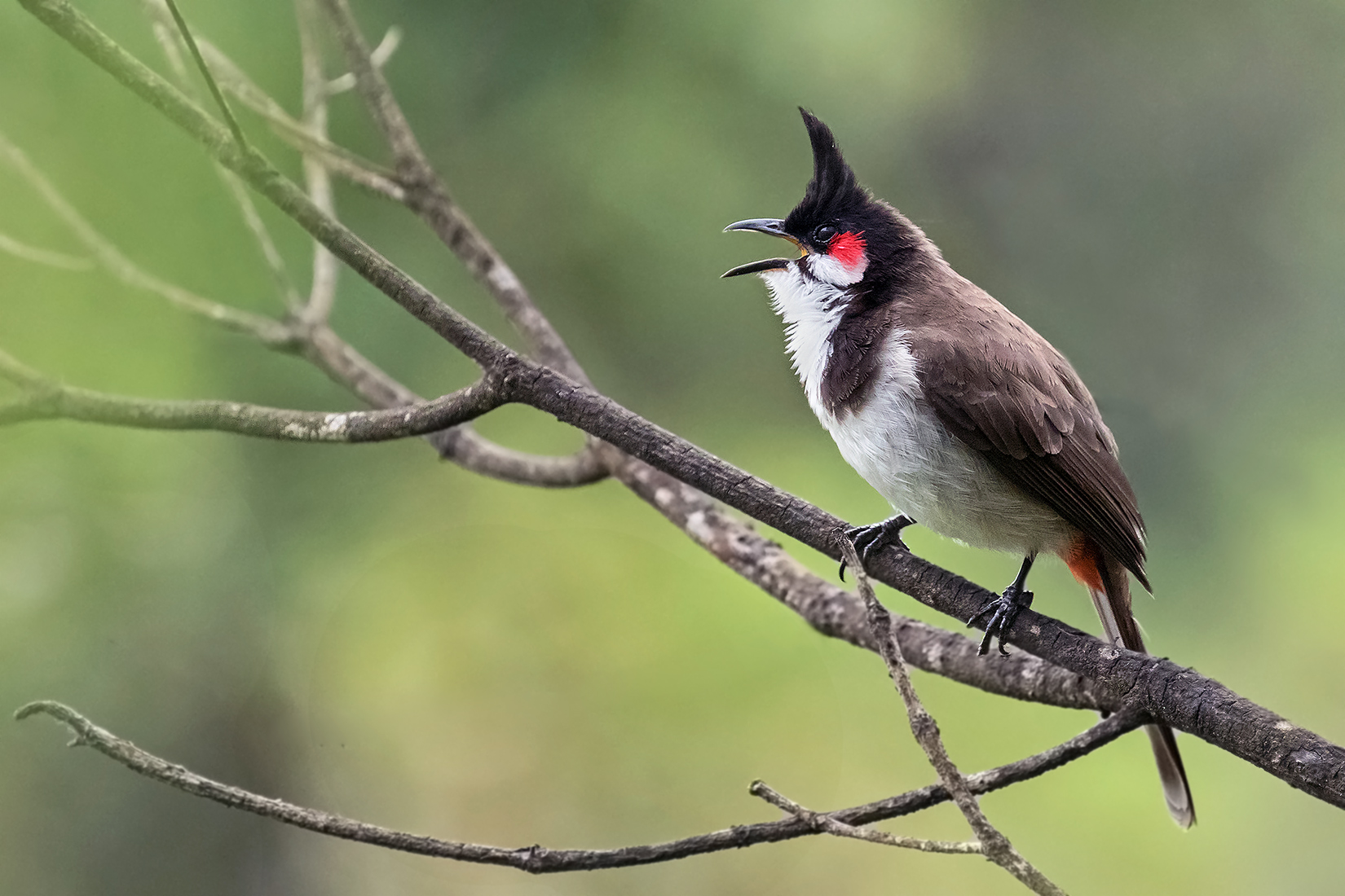 Red-whiskered Bulbul