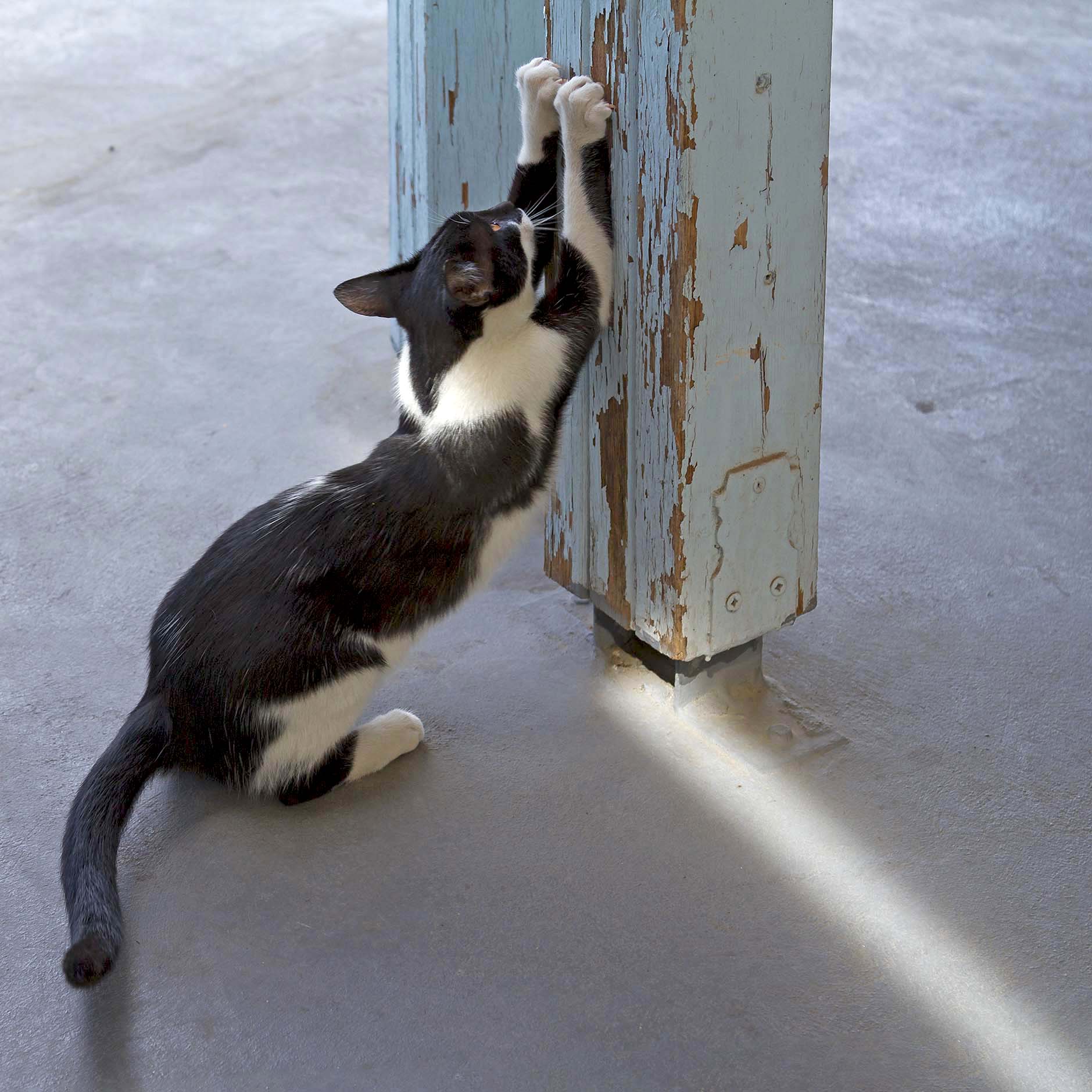 ... I hold my claws ...