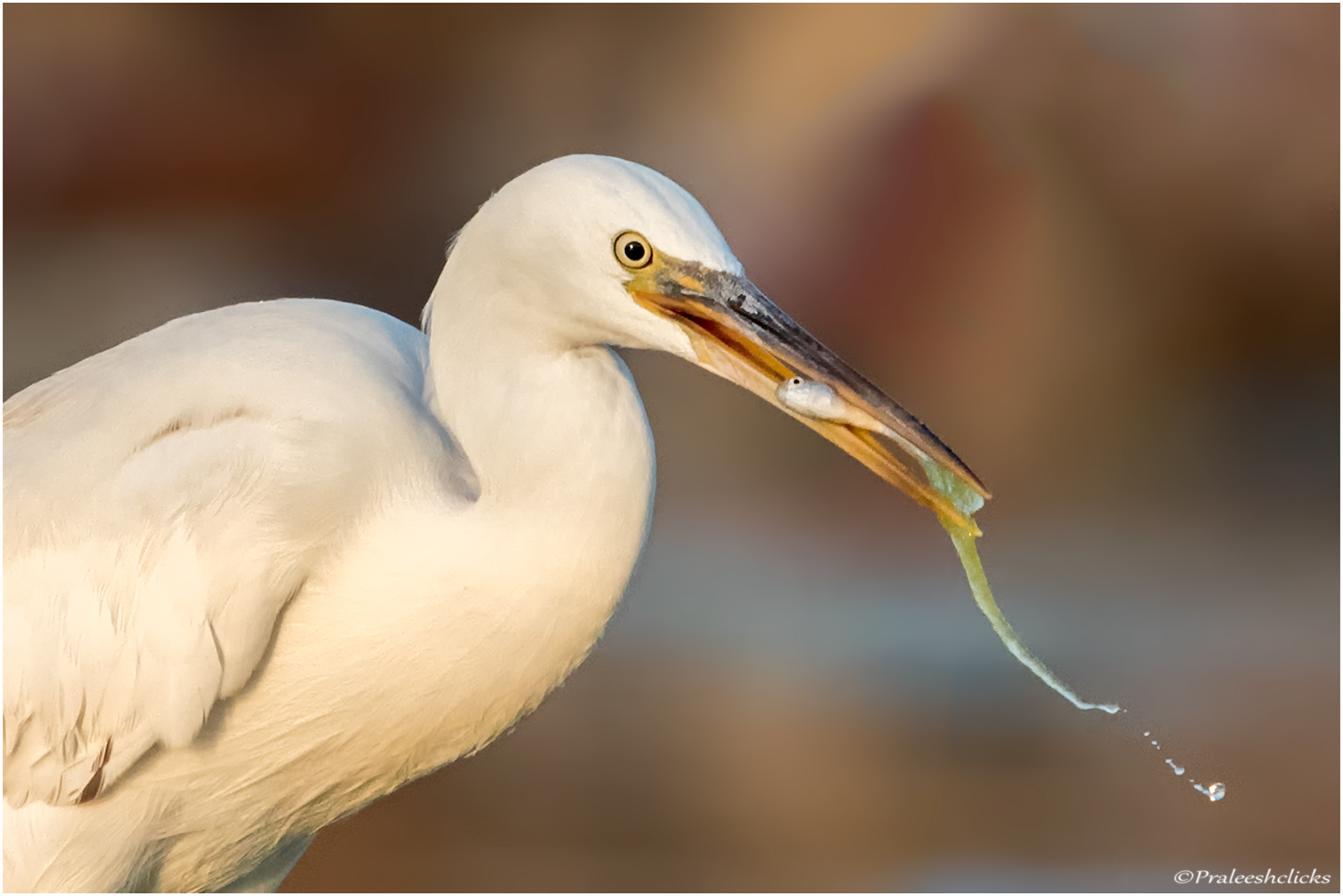 Western Reef Heron