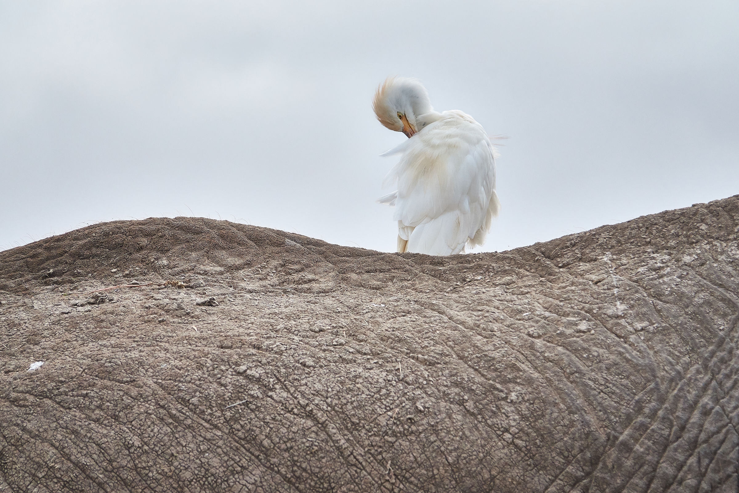 Heron on elephant back