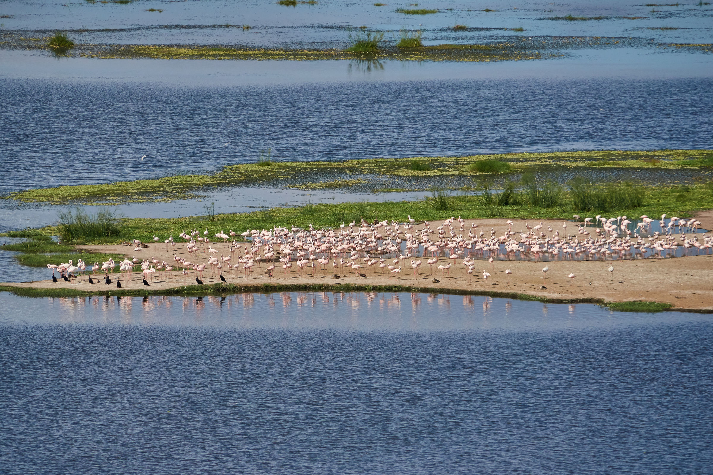 Amboseli - June 2017