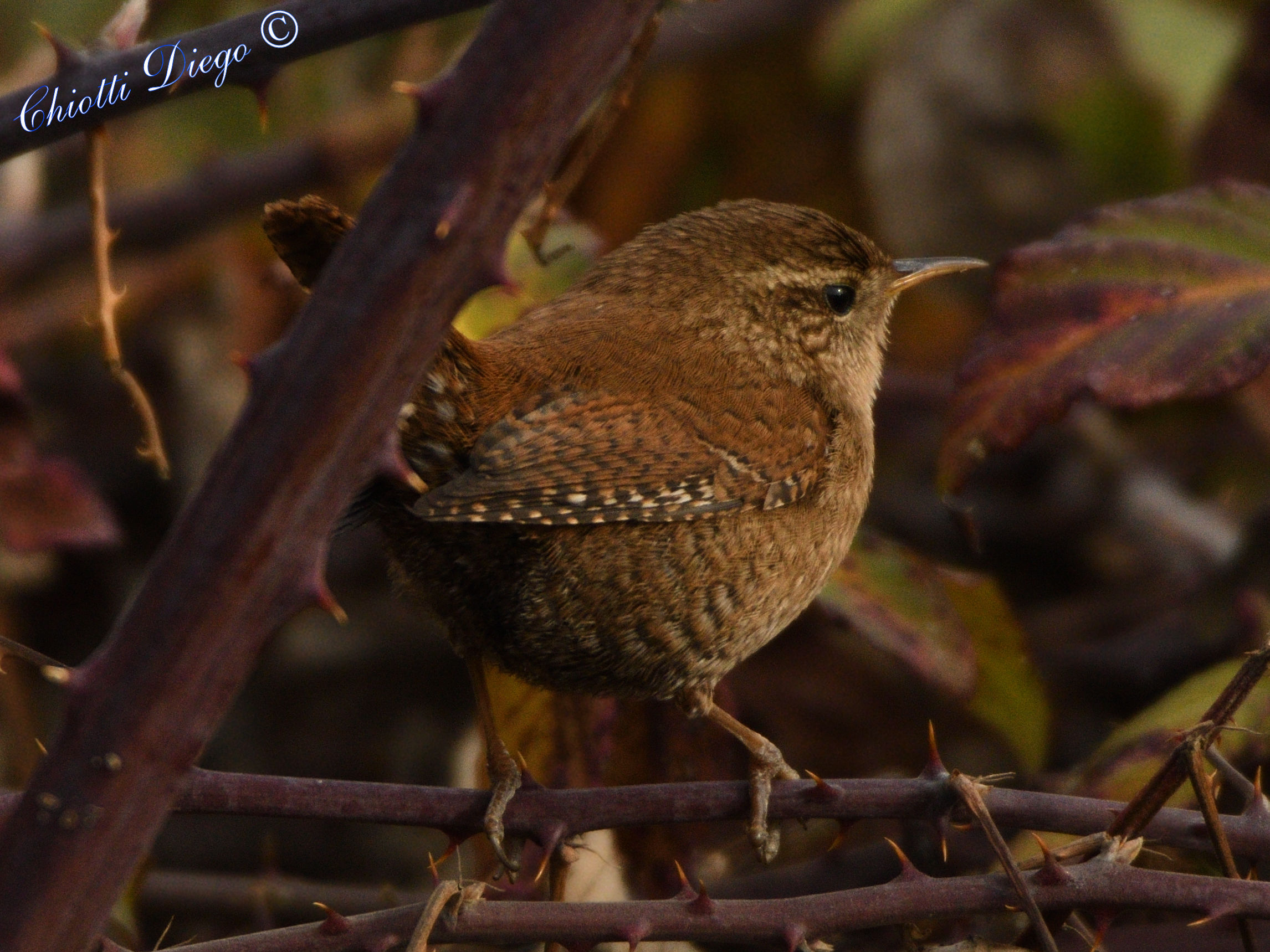 Wren
