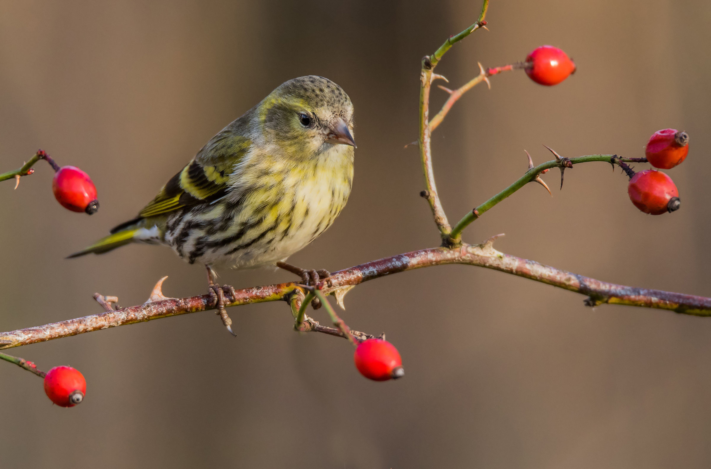 Between the thorns and the berries