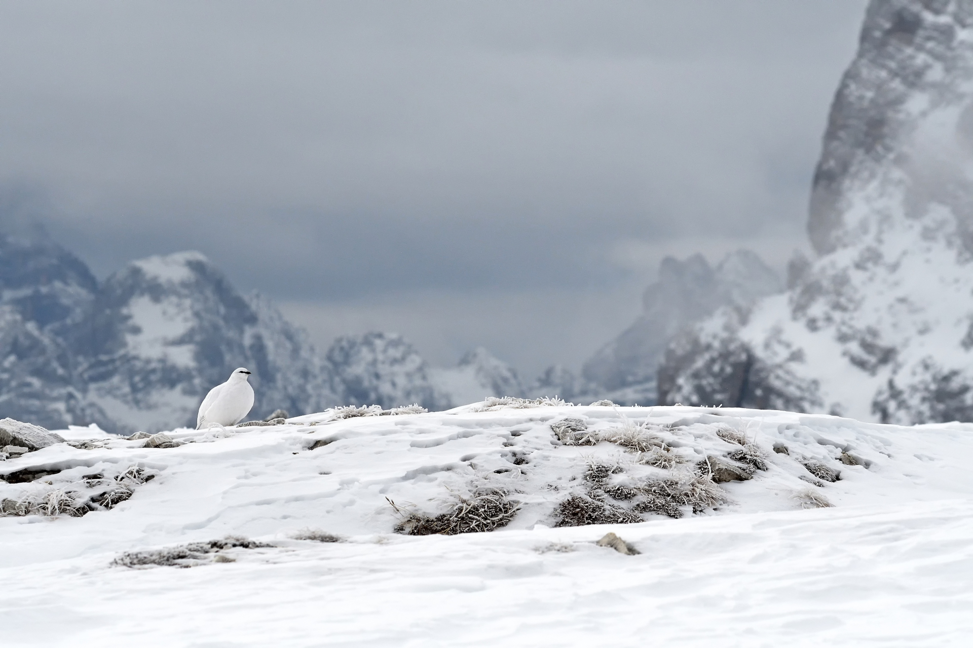 Pernice bianca doloMitica