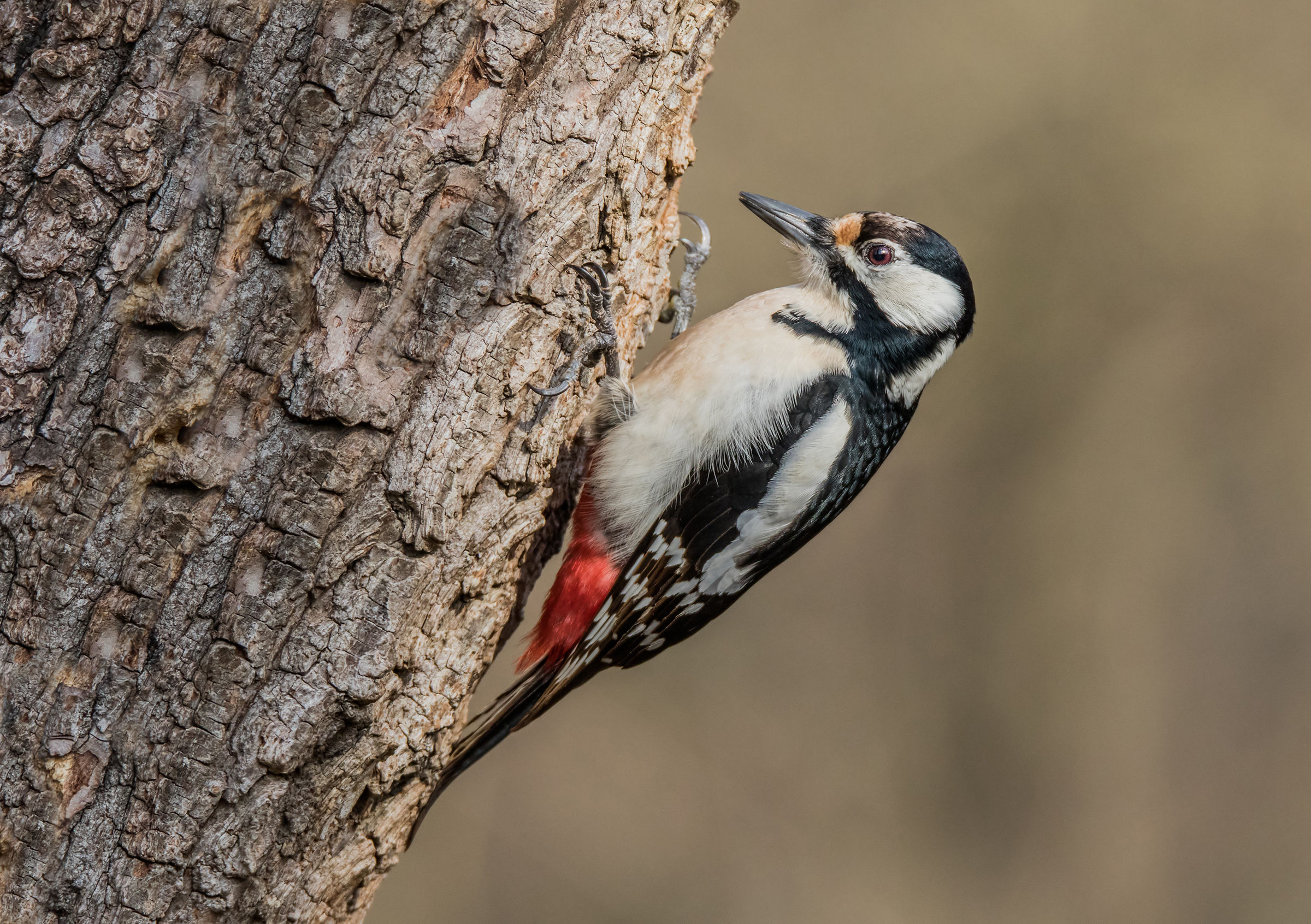 Great Spotted Woodpecker (f)