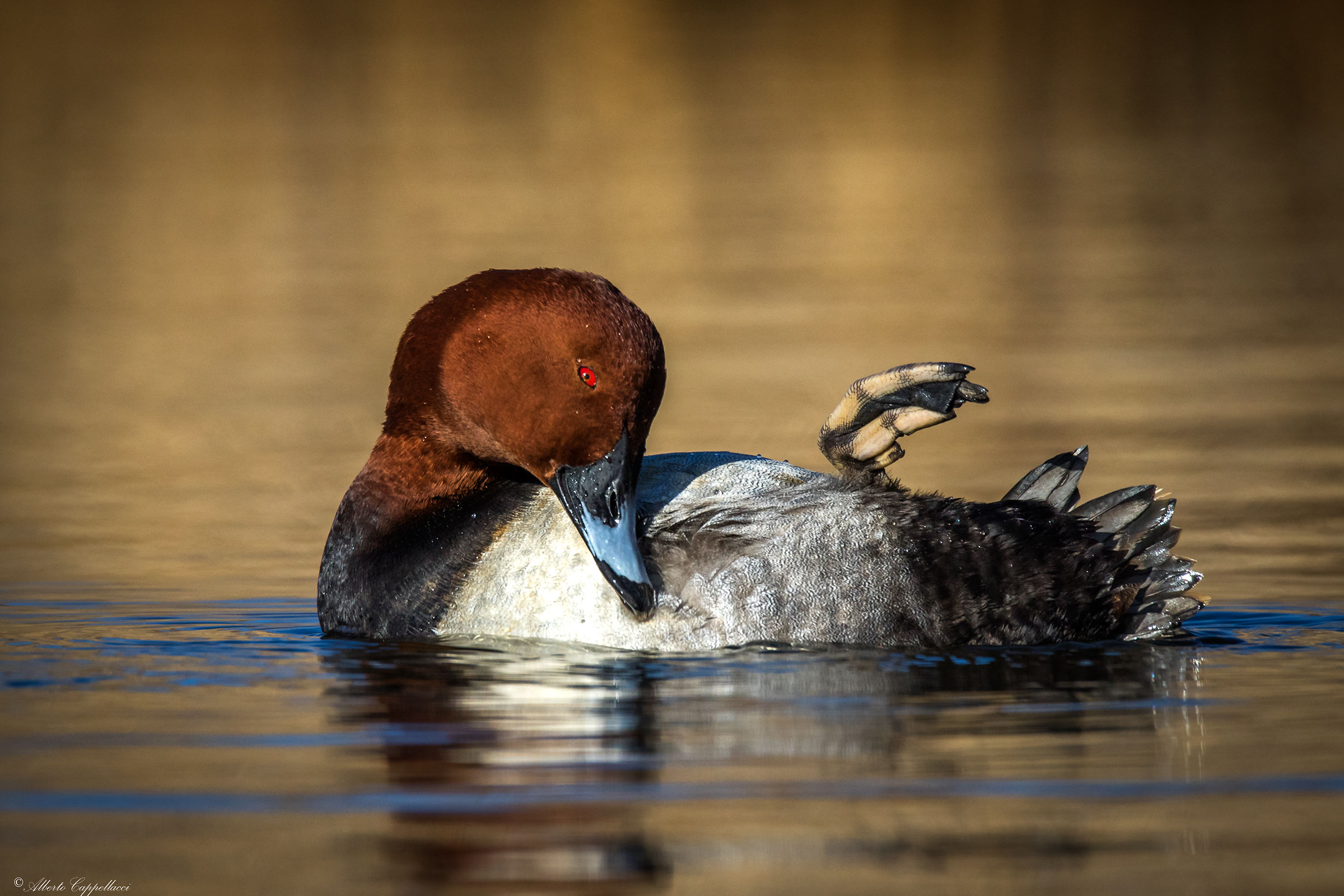 Pochard