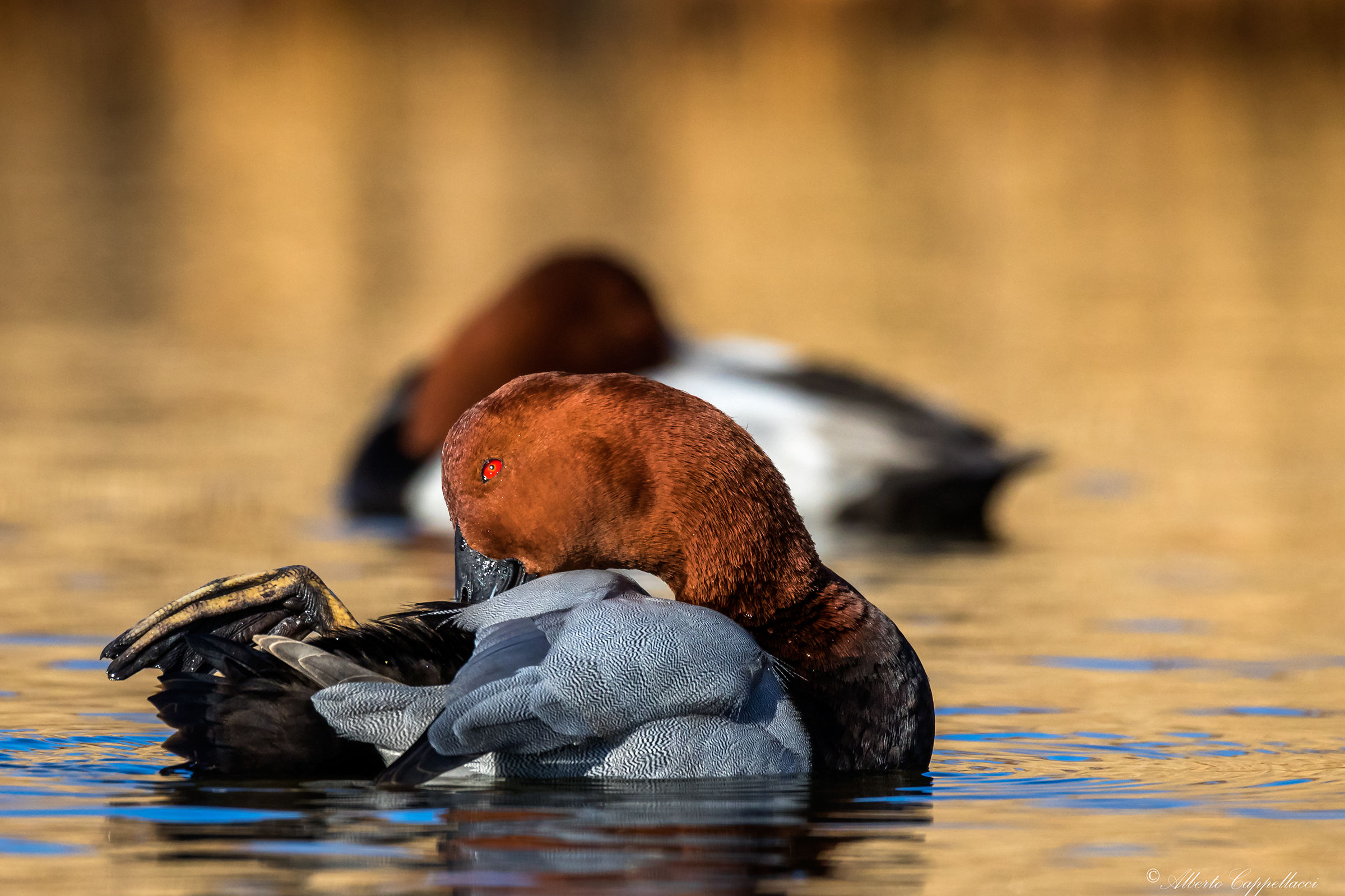 Pochard