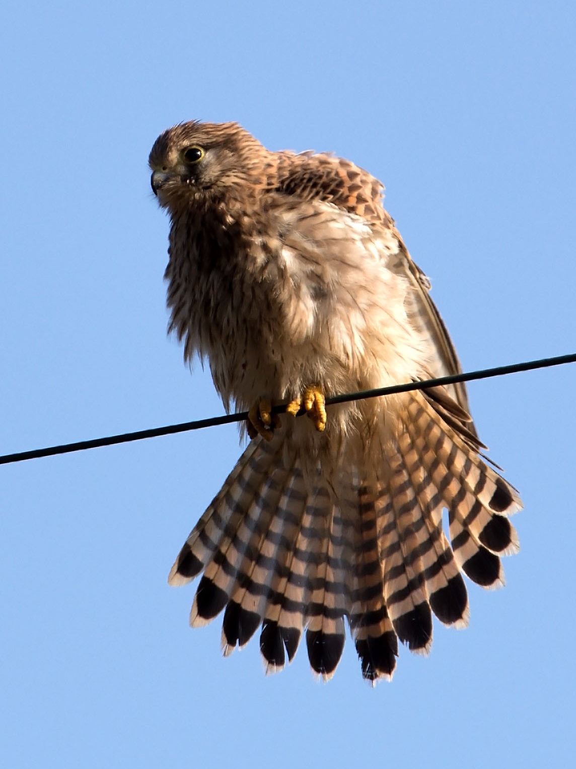 Kestrel