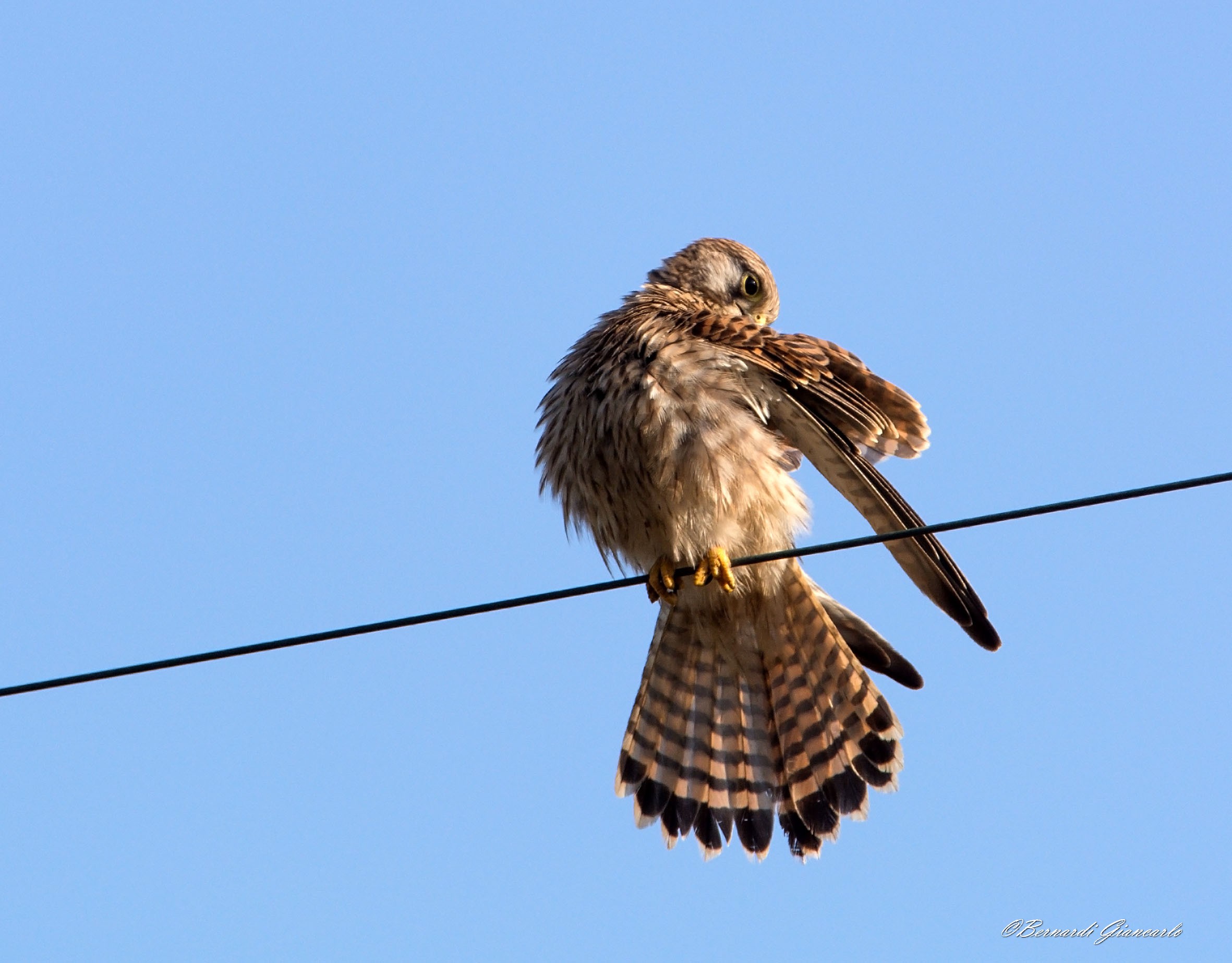 Kestrel