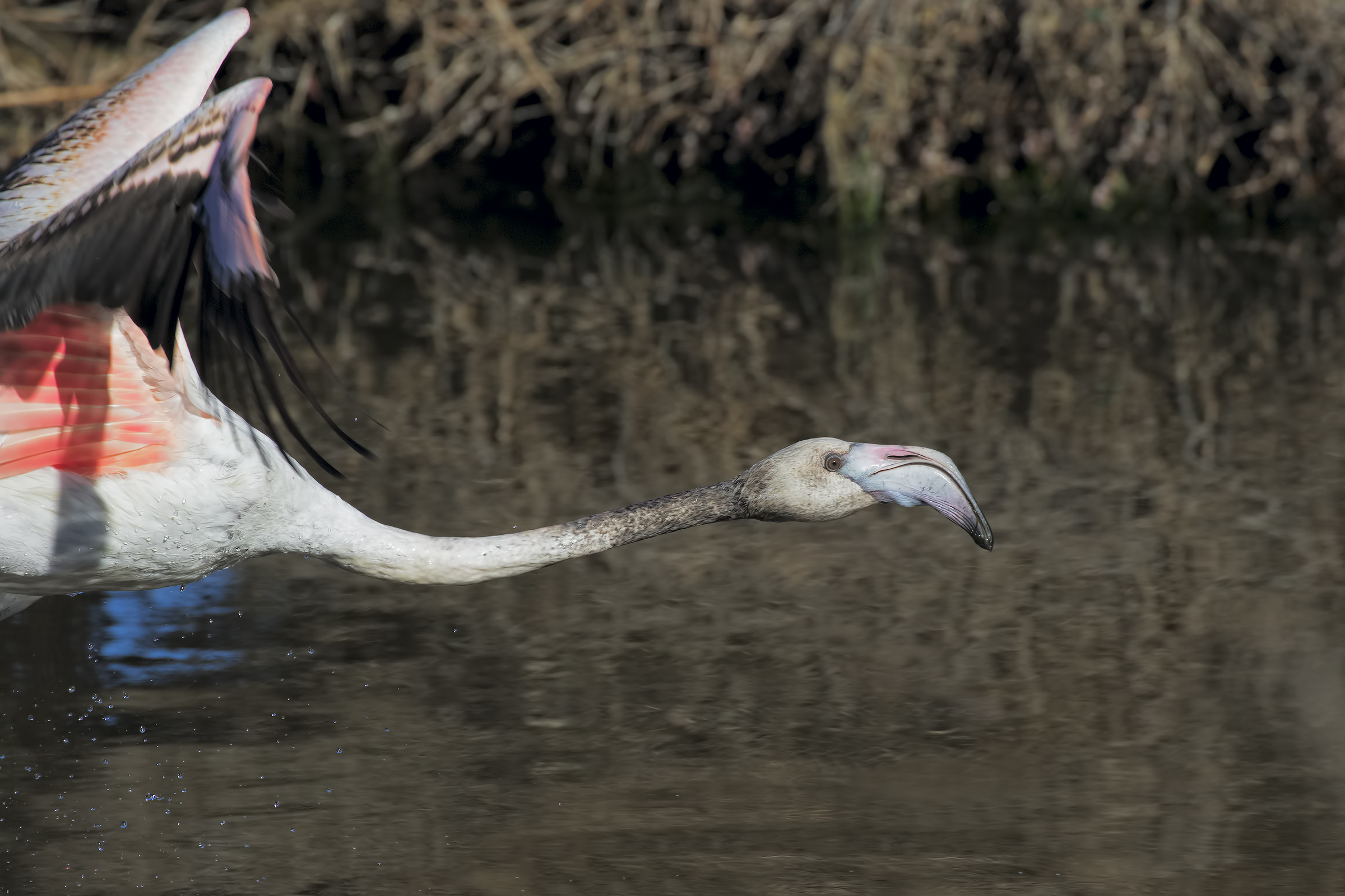 Block the moment (Young flamingo)