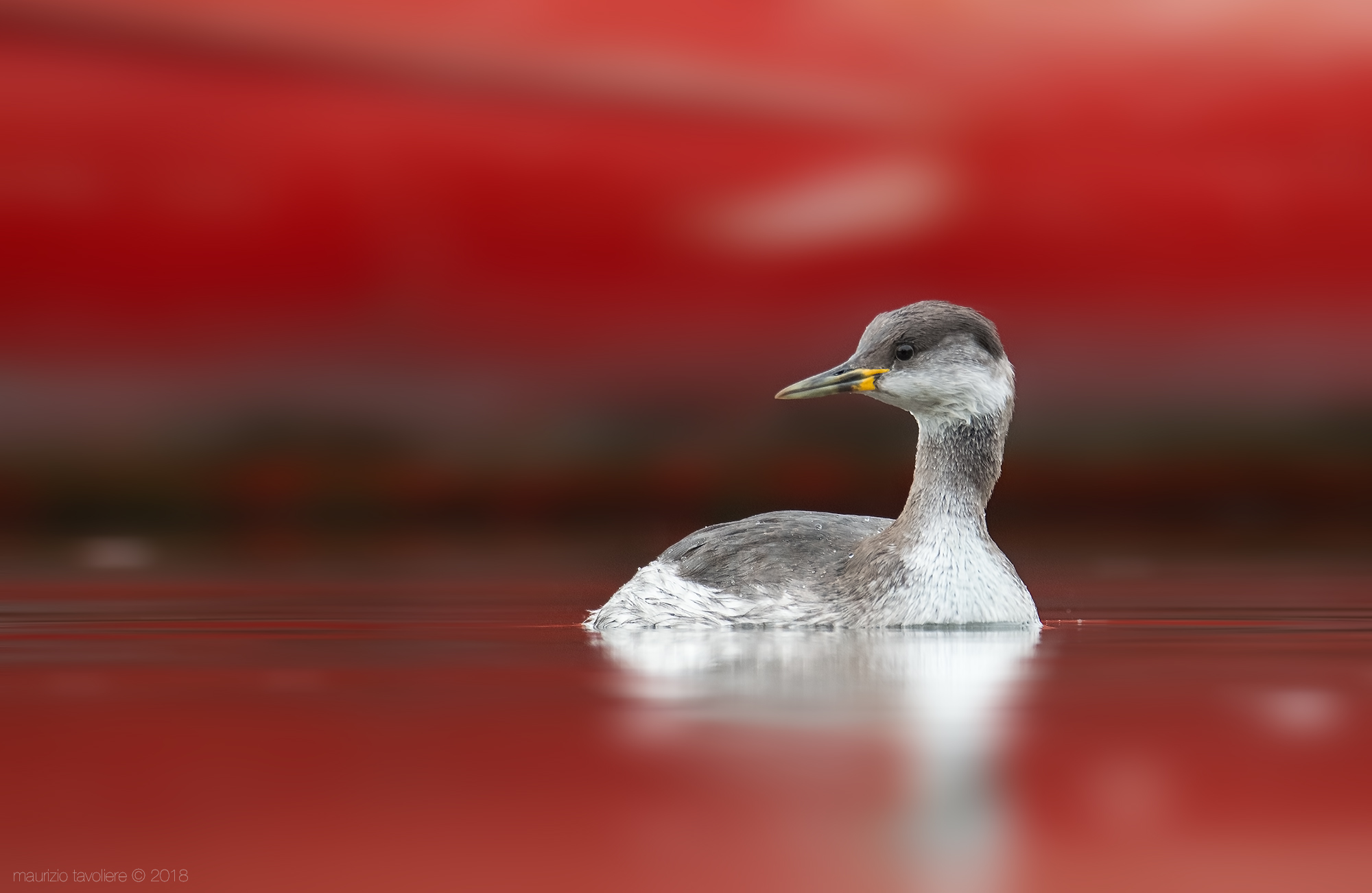 Svasso sfondoross .. eheeem collorosso !!