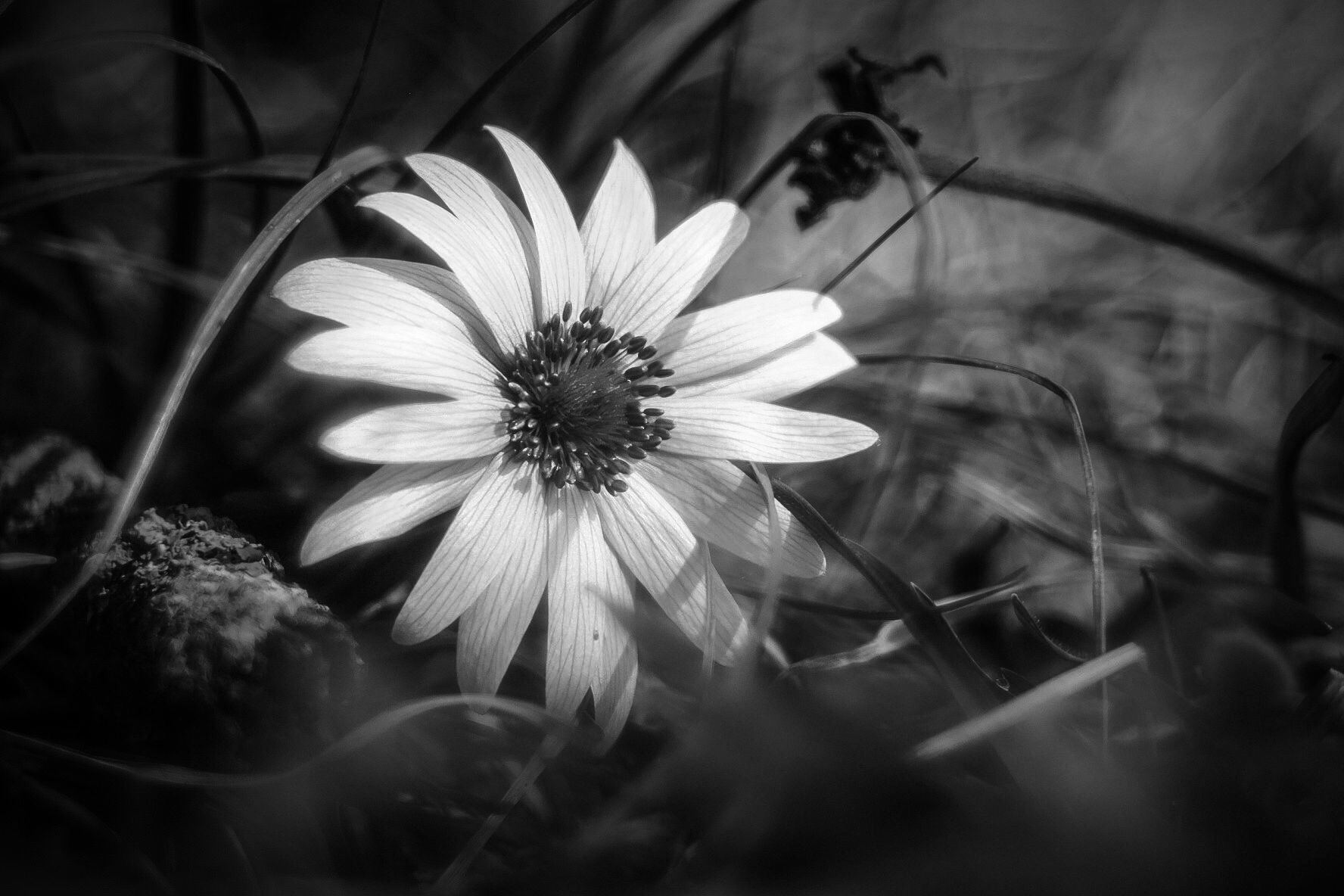 Non è ancora primavera