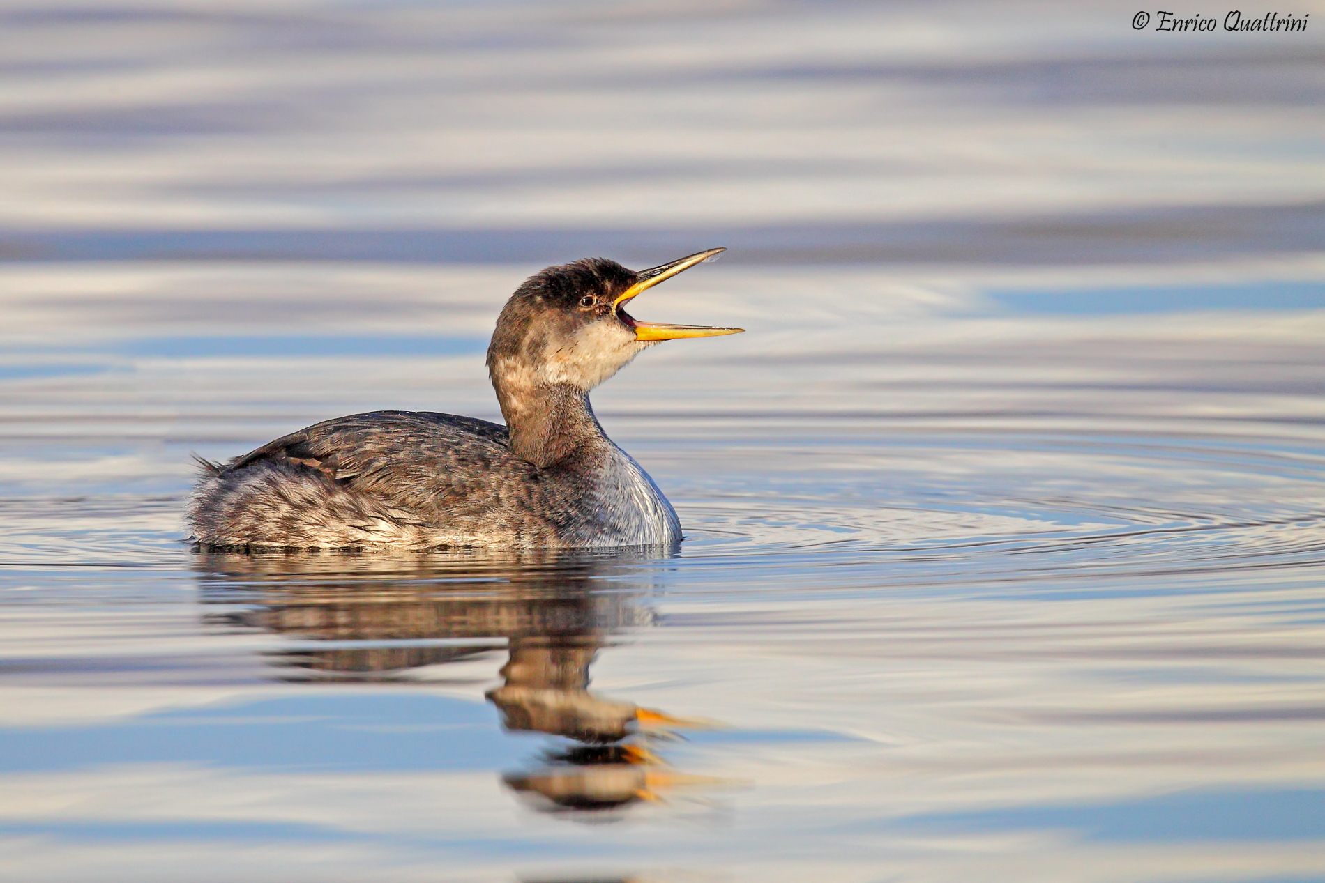 Red-necked grebe