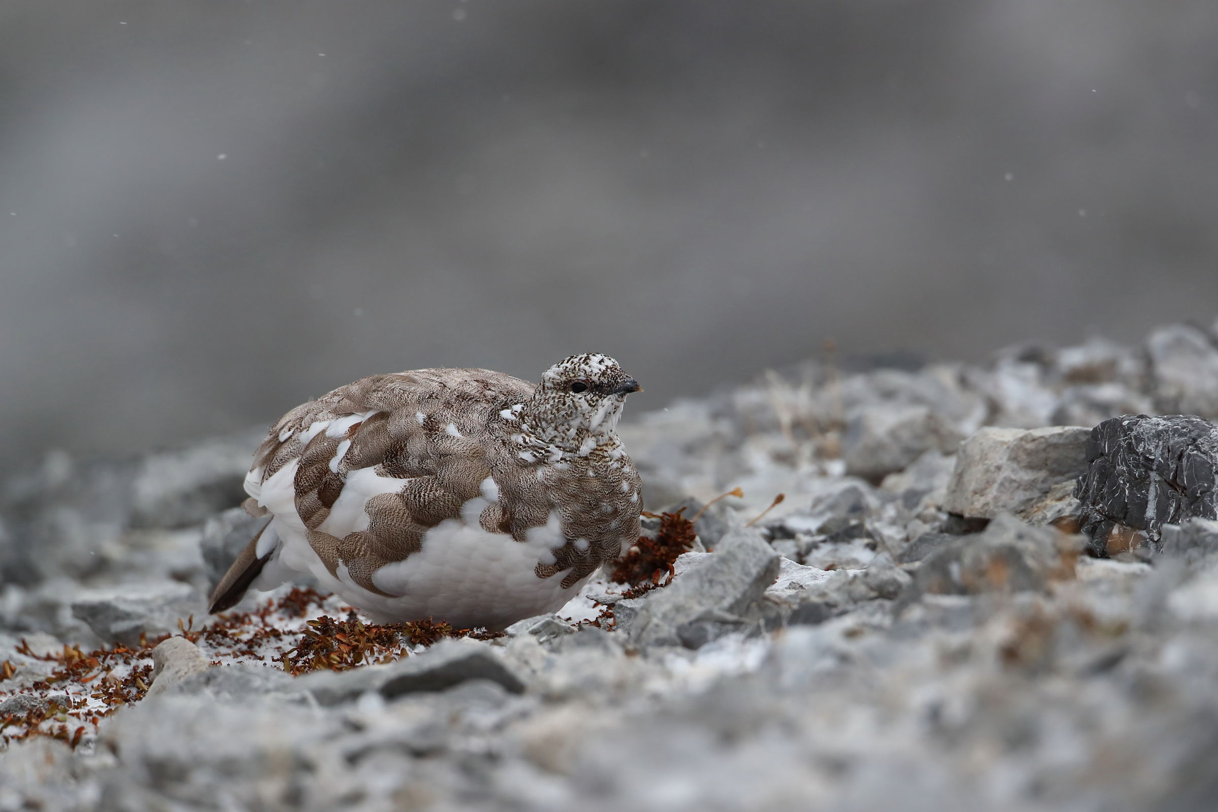 Walking in the mountains
