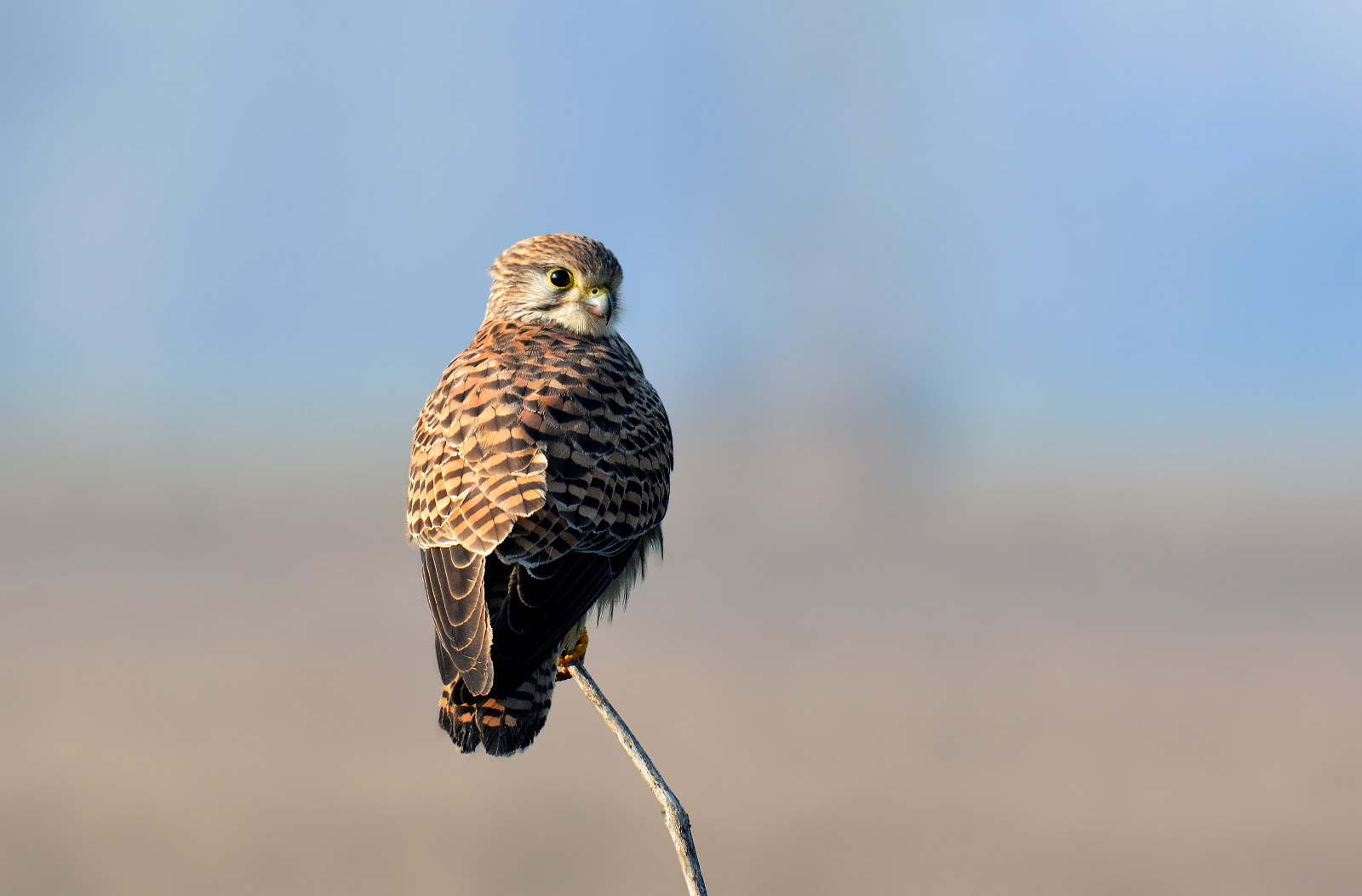 Kestrel
