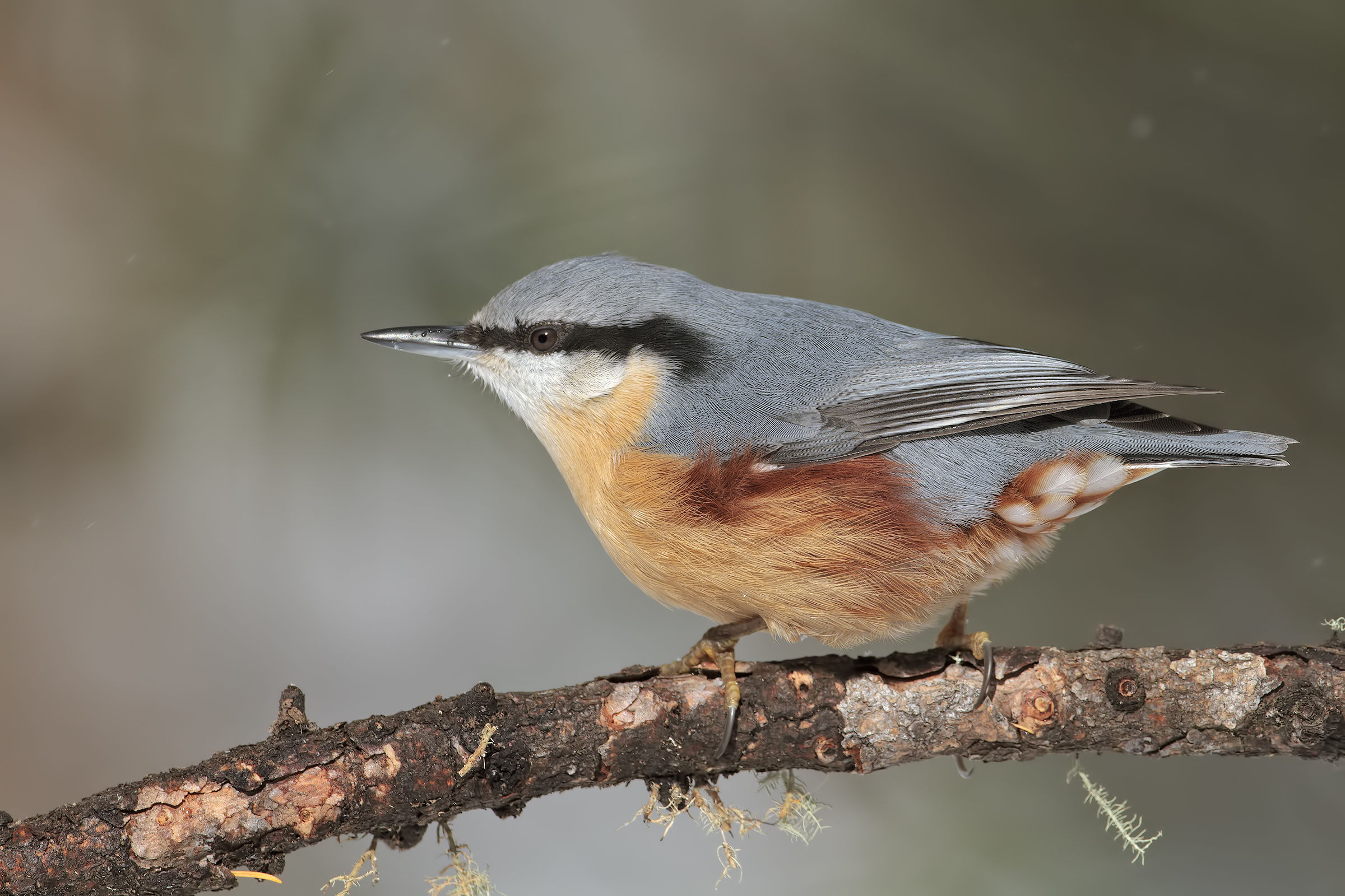 Nuthatch