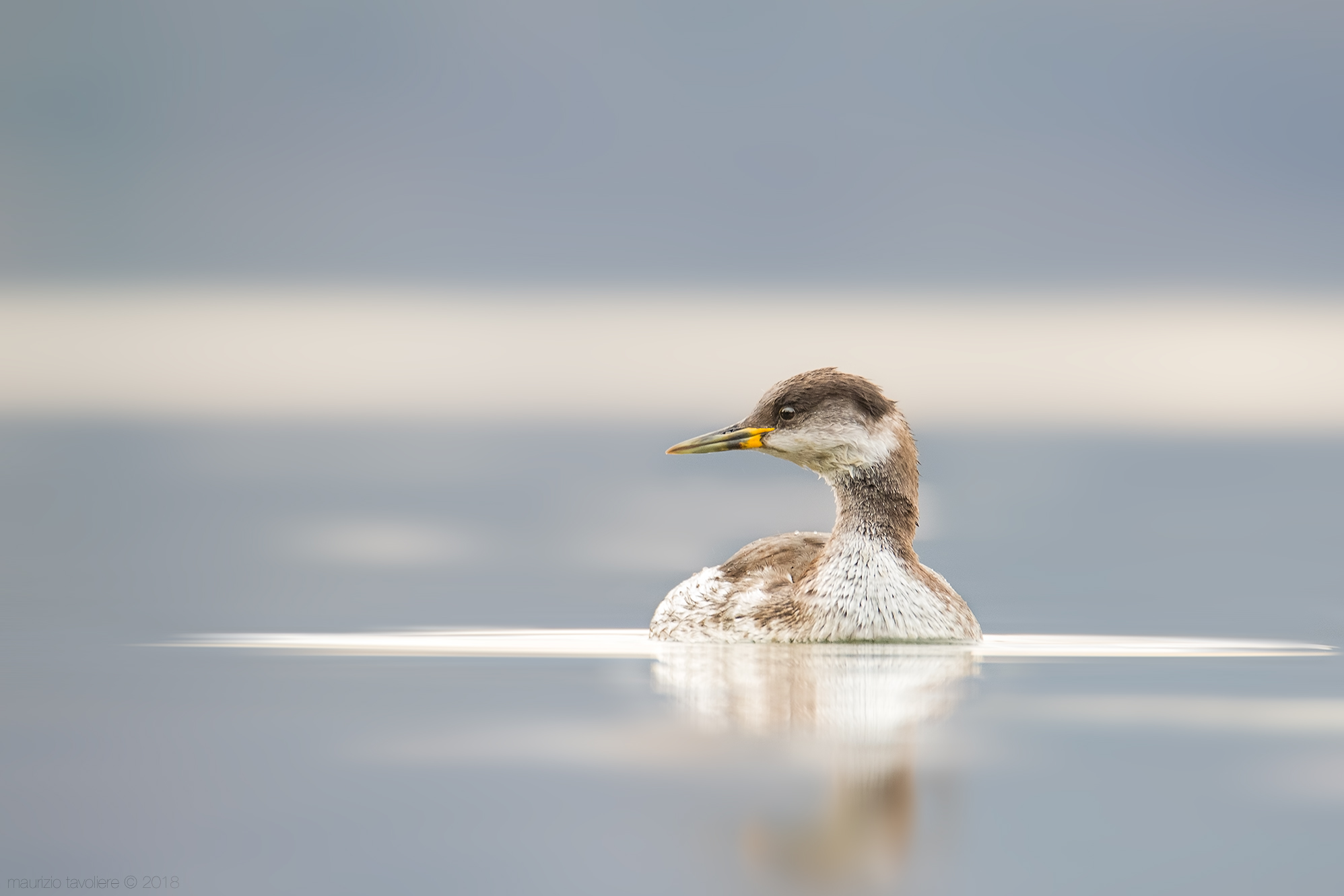 Red-necked grebe