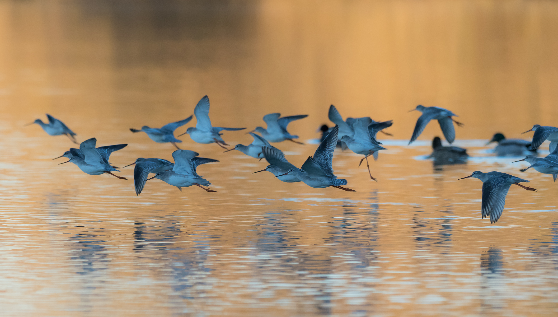 totano moro livrea invernale