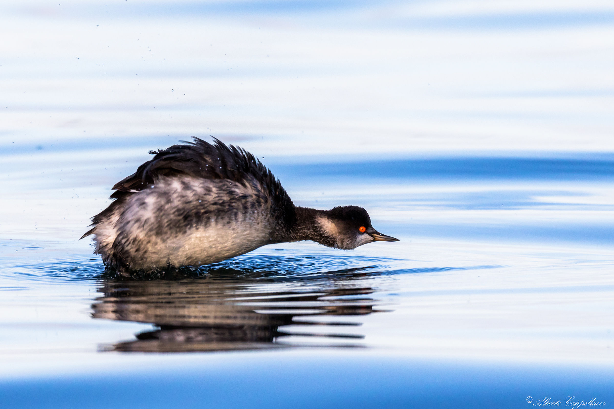 Small grebe