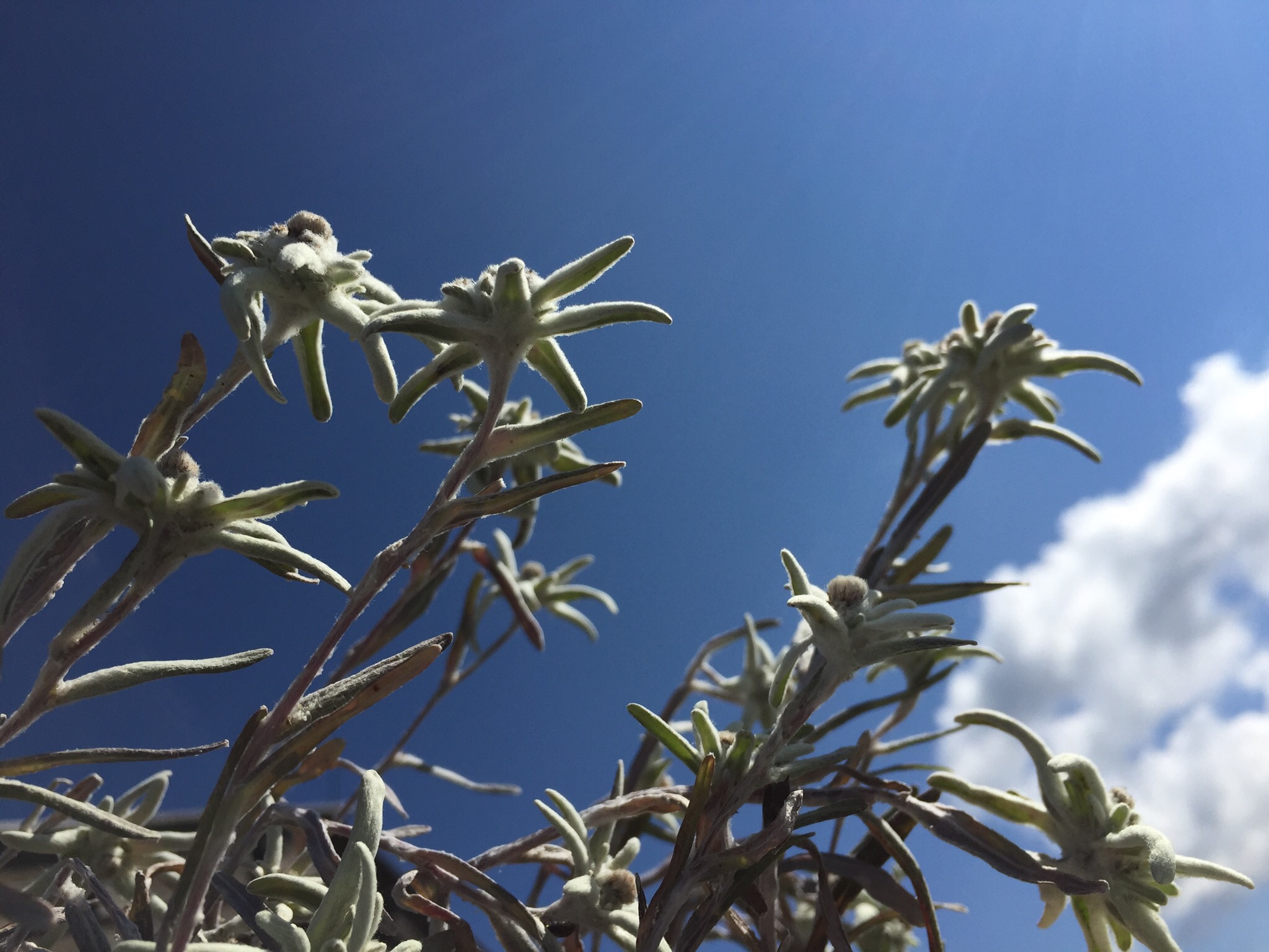 Alpine Stars ... from below.
