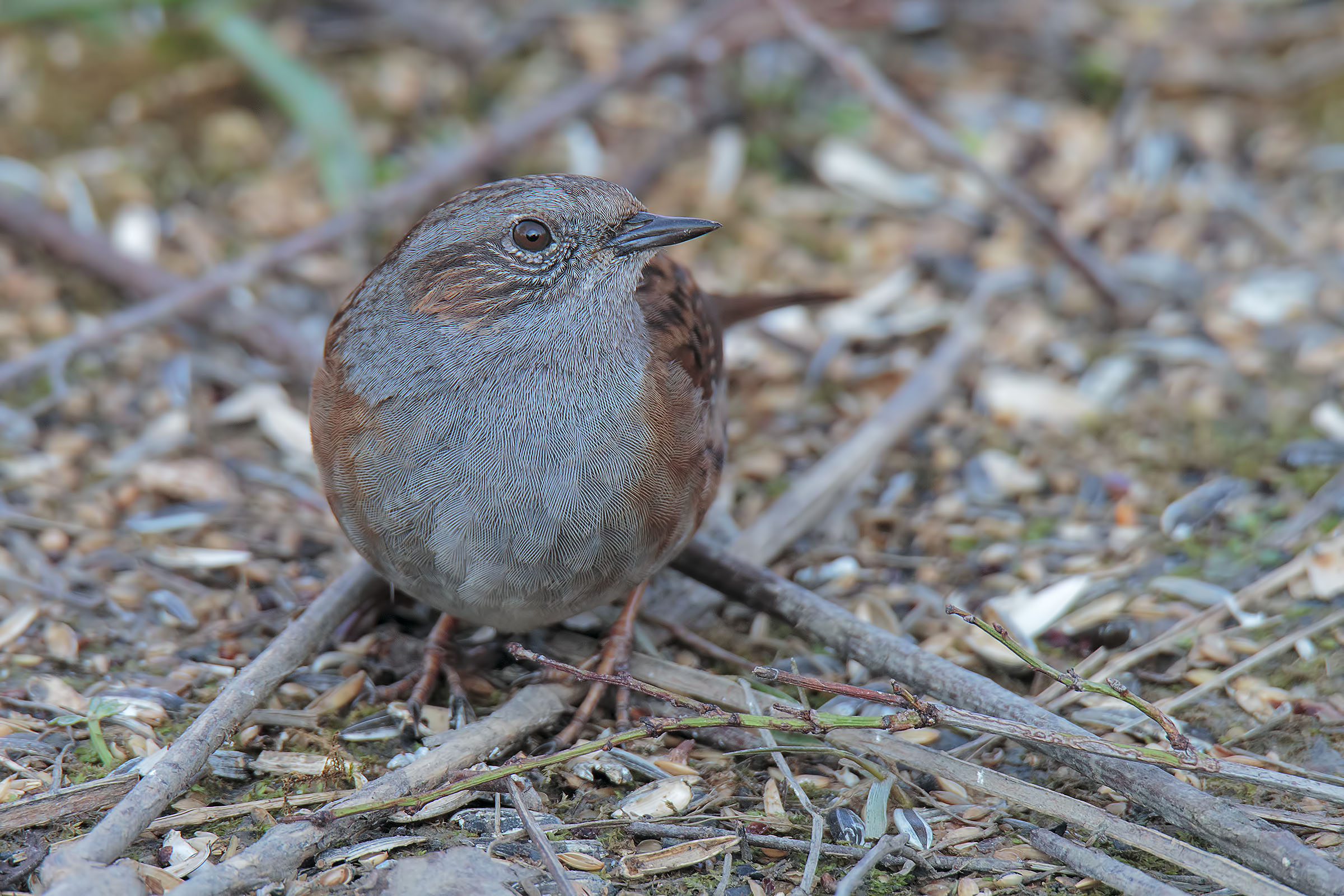 Flounder sparrow set