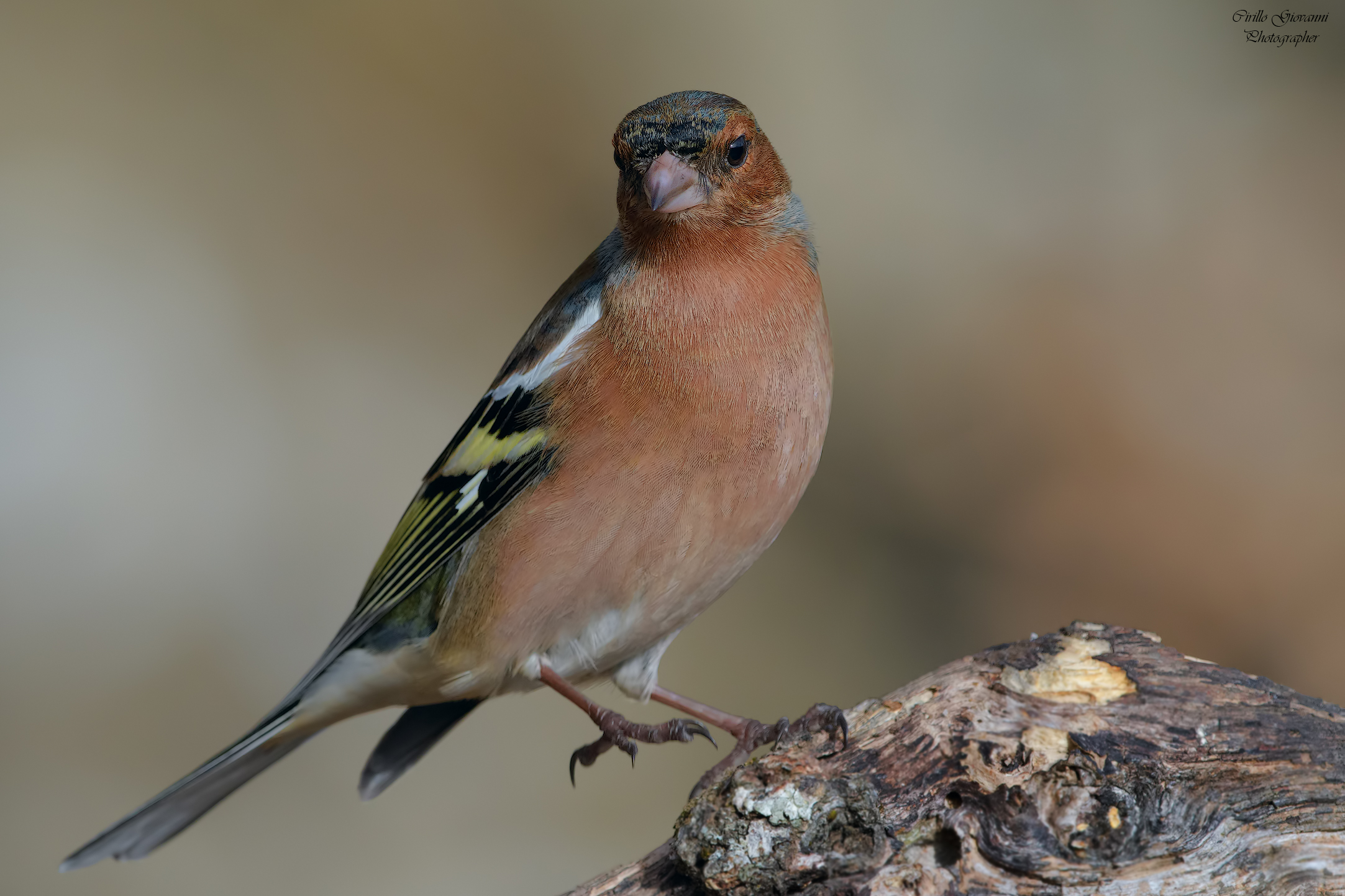 Fringuello maschio che balla