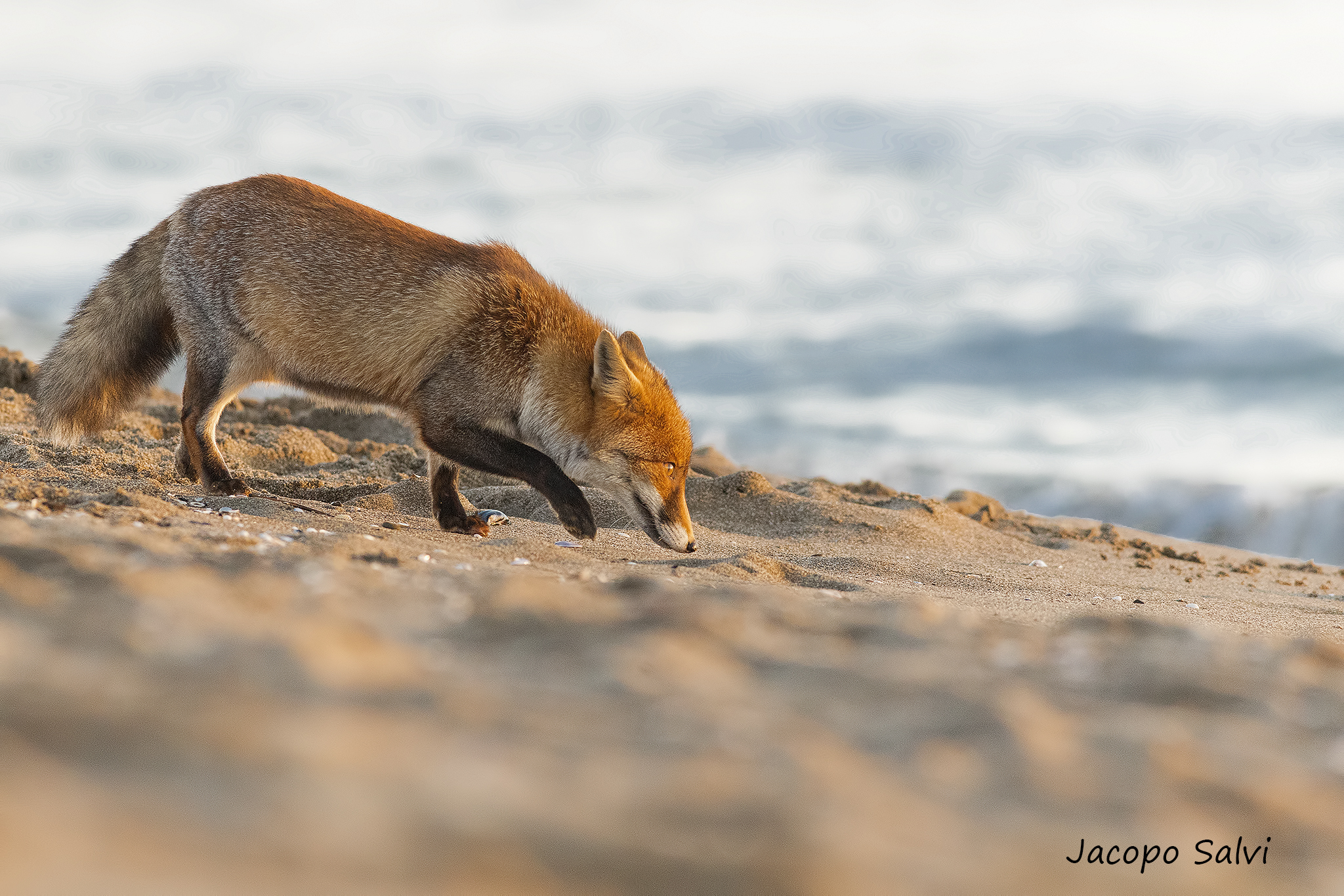 Fox at the beach