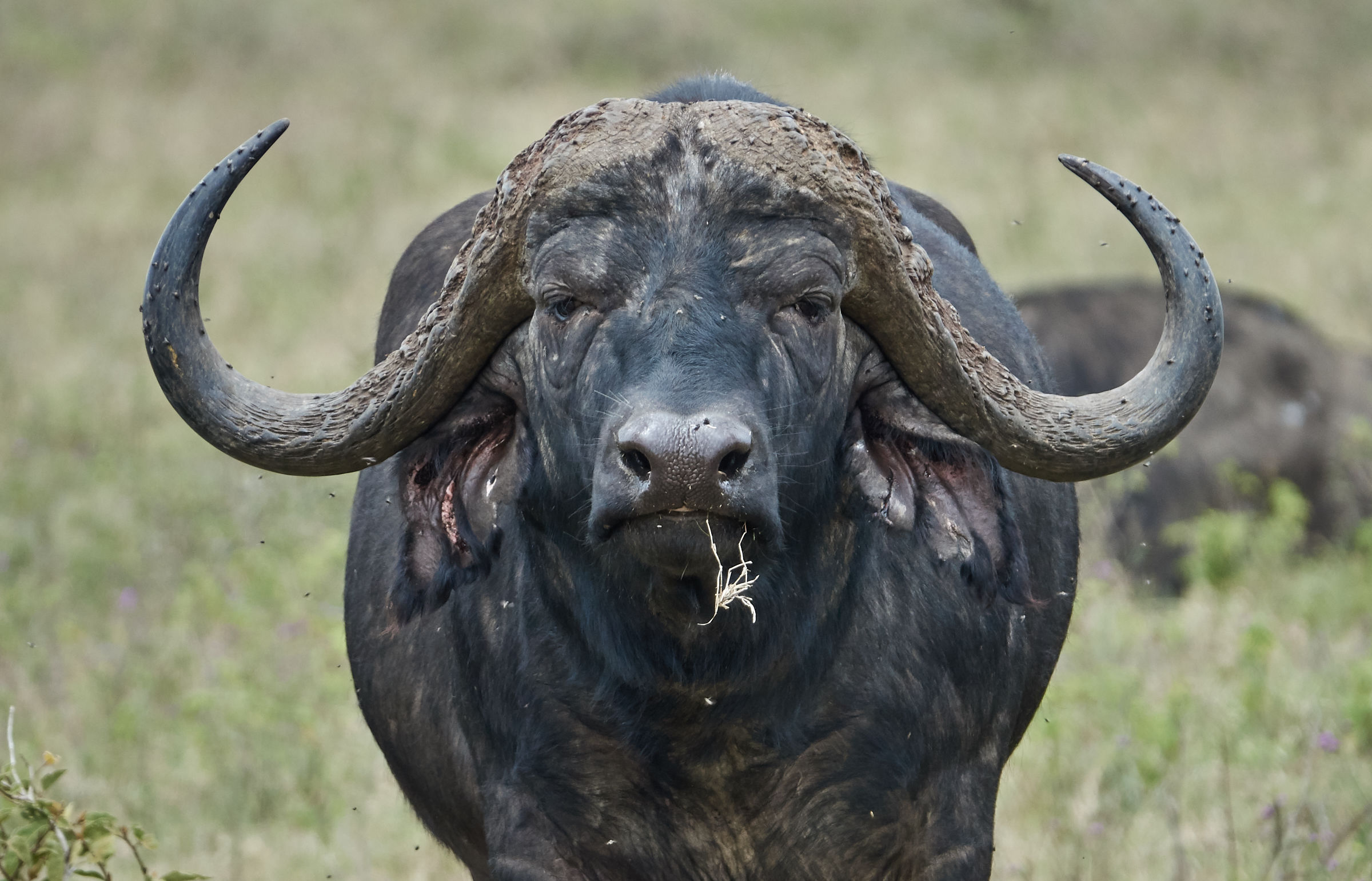 African buffalo (Syncerus caffer)