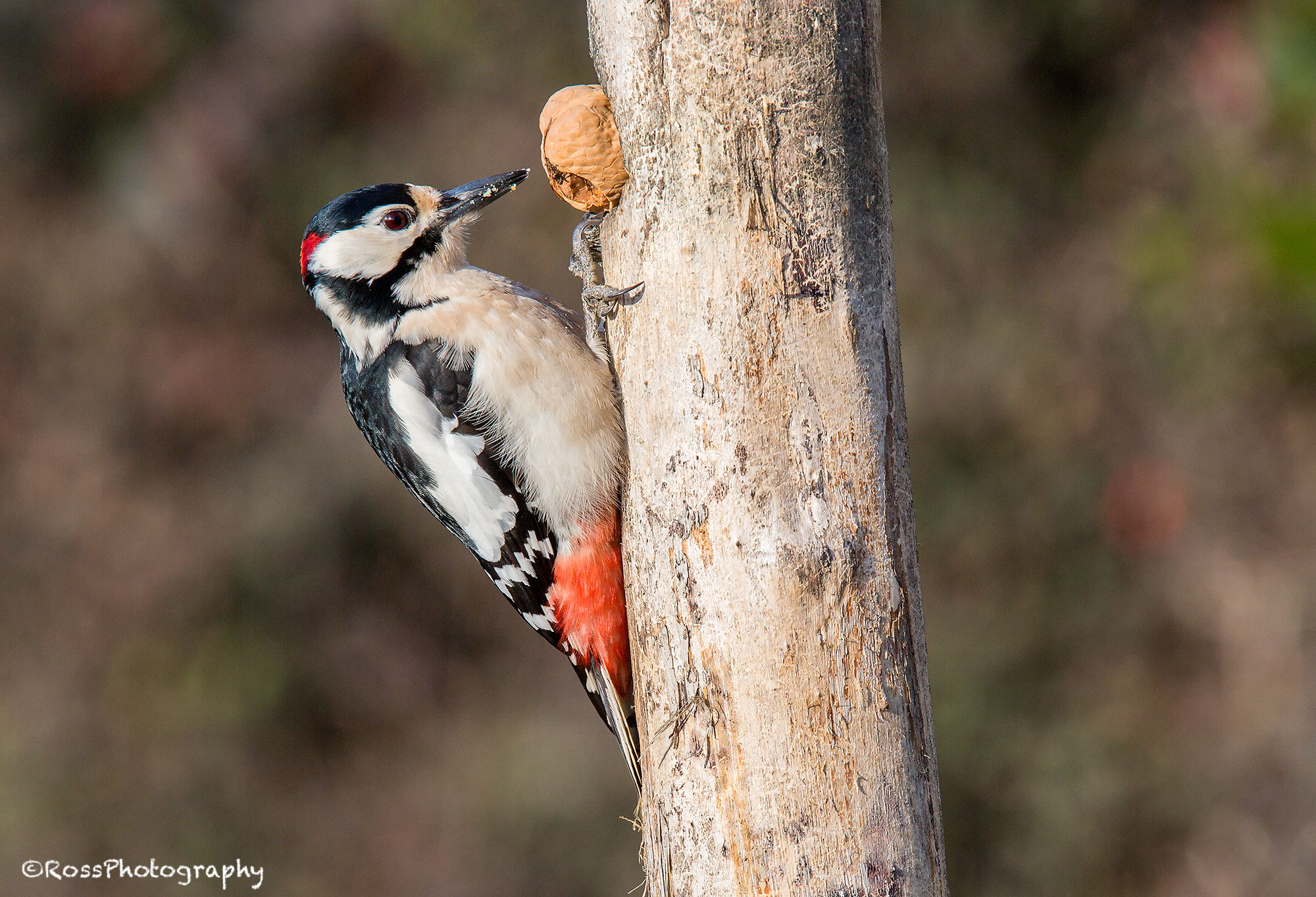 Red woodpecker 1