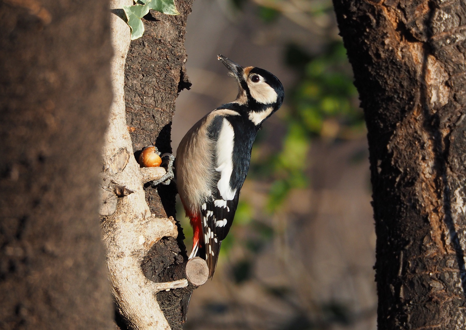 hide and seek with woodpecker