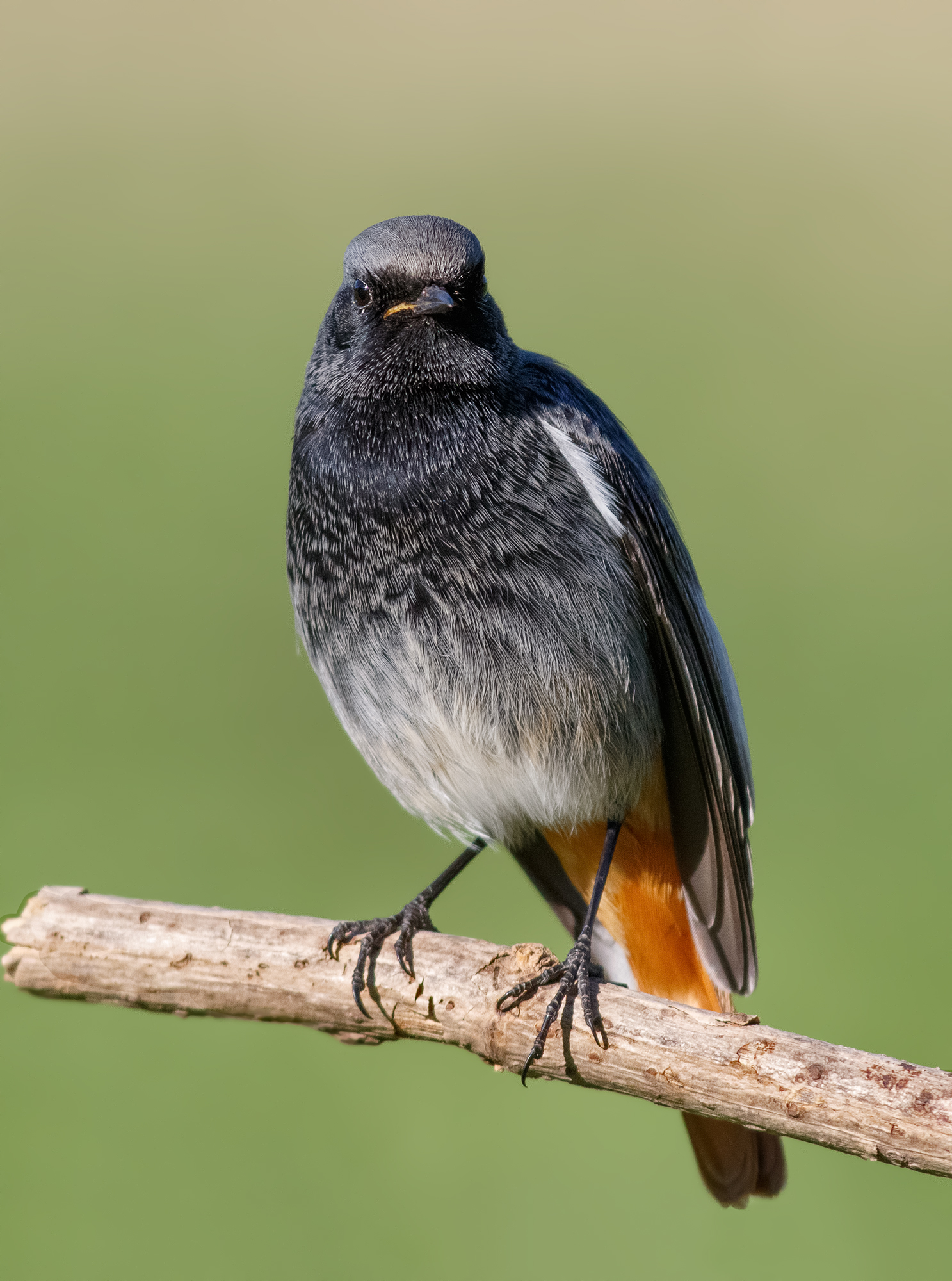 codirisso spazzacamino