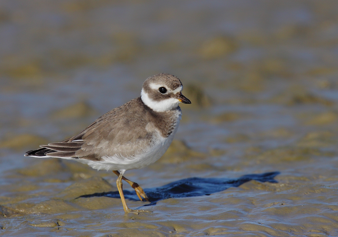 grand gravelot jeune