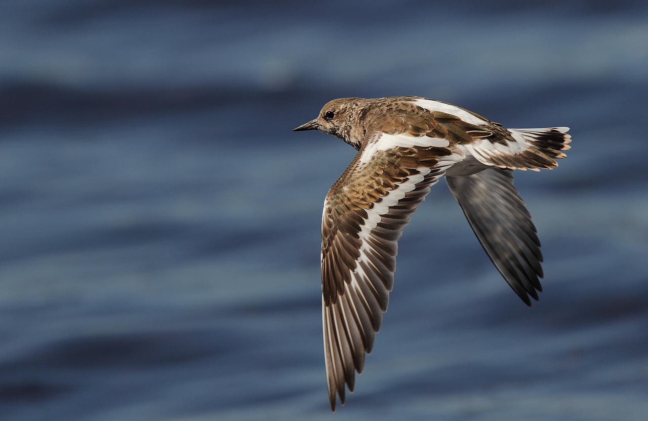 tourne pierre a collier