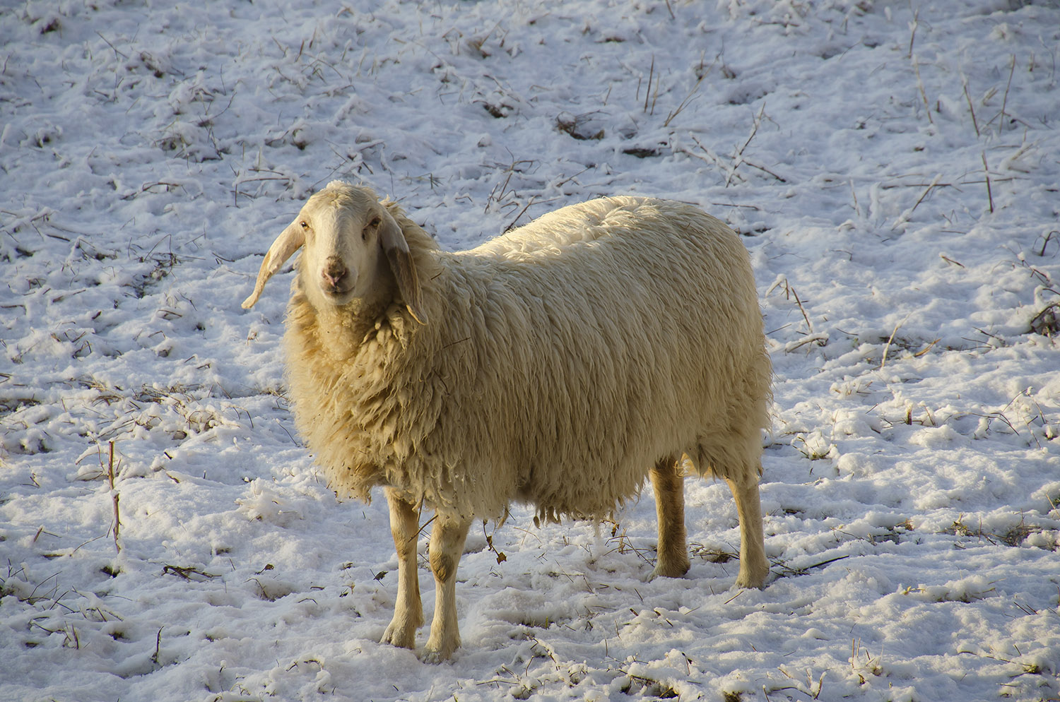 Tanto ho la pelliccia