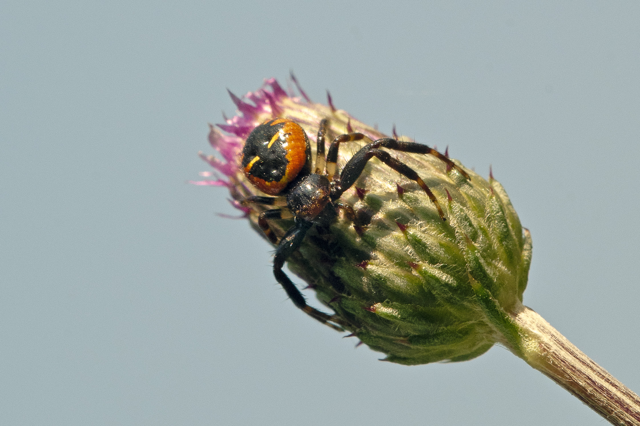 Synaema globosum - Ragno napoleone