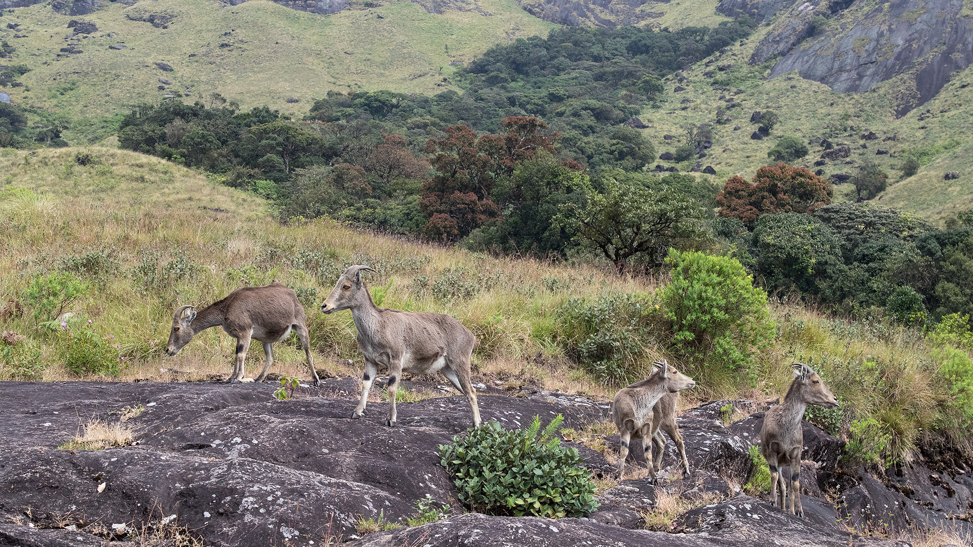 Tahr of the Nilgiri