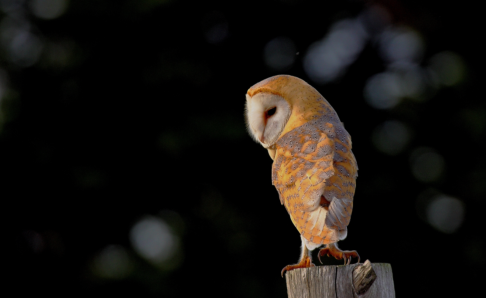 effraie des Clochers