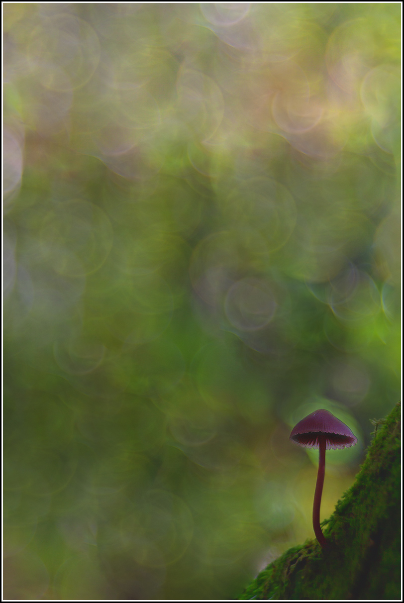 In the town of Alice