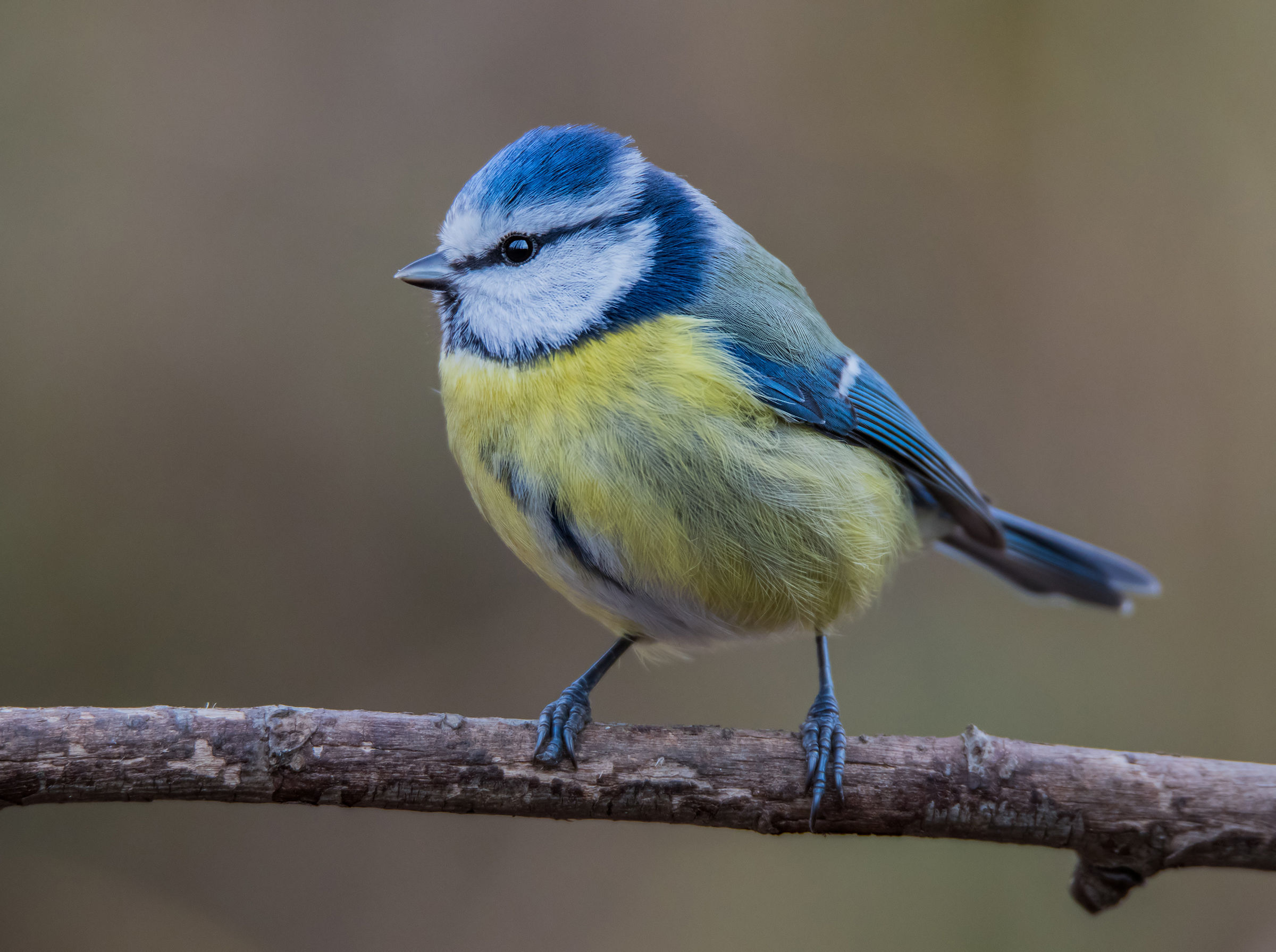 Blue tit -No Crop