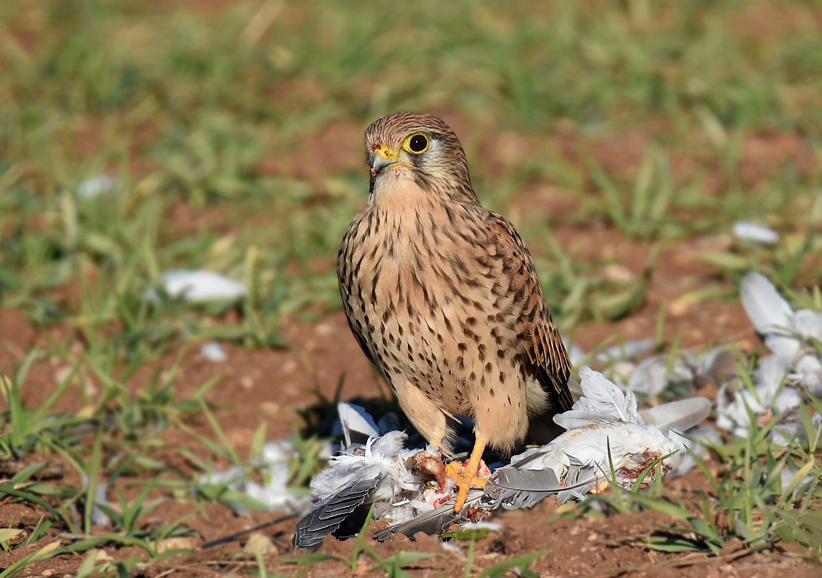 Kestrel