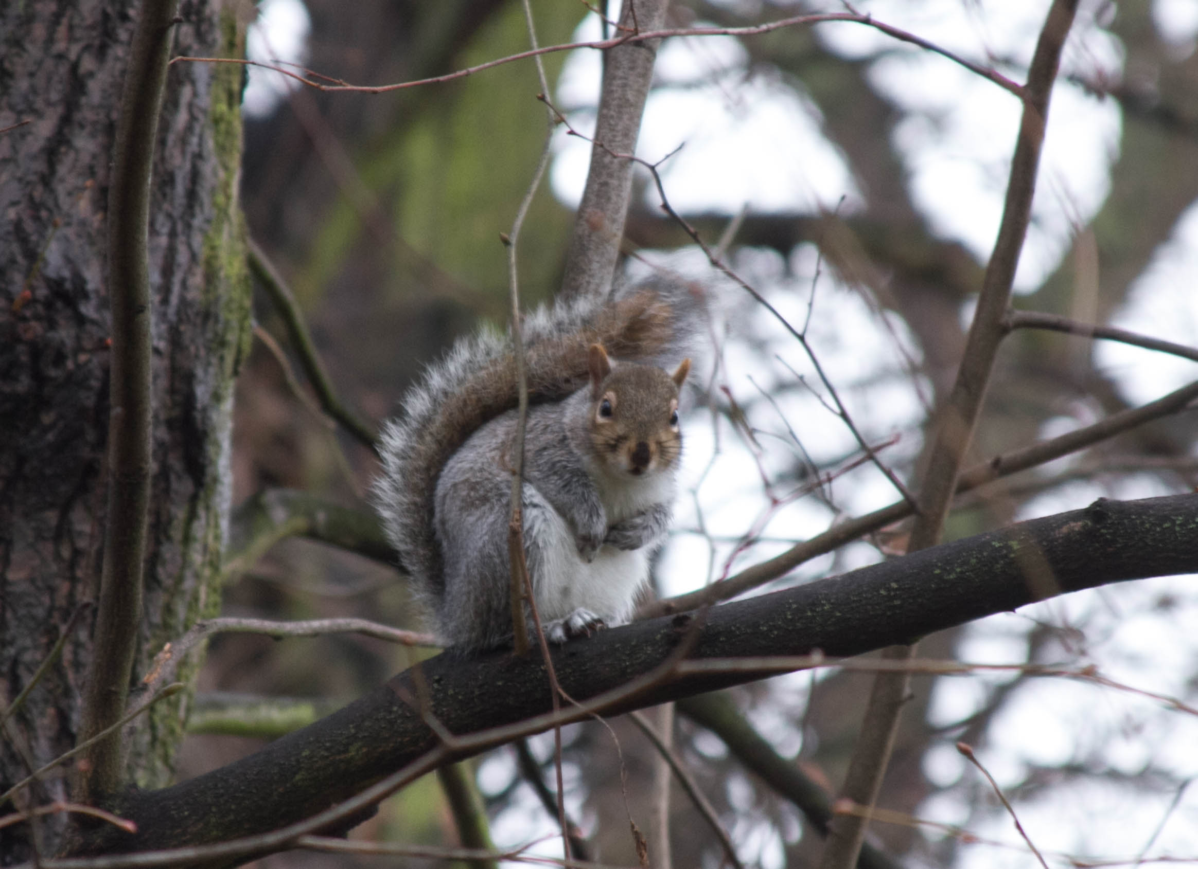 Dici che mi hanno visto