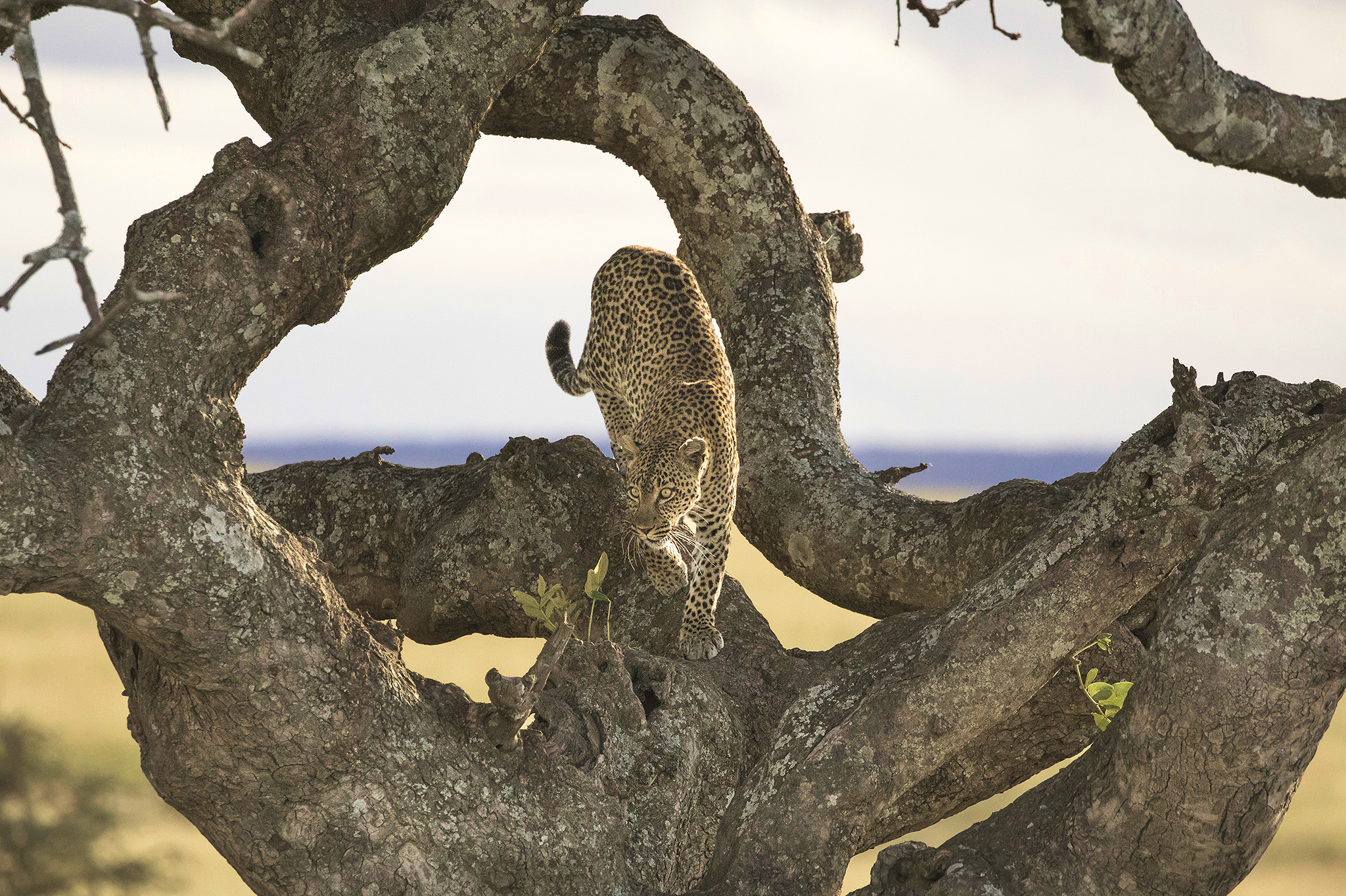 Un leopardo a Seronera