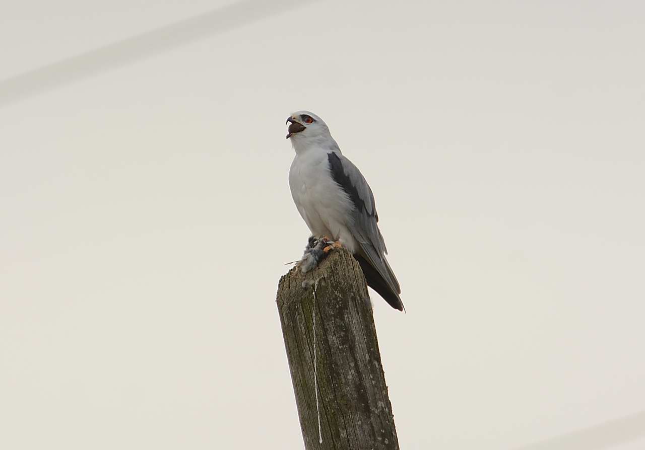 White kite with prey