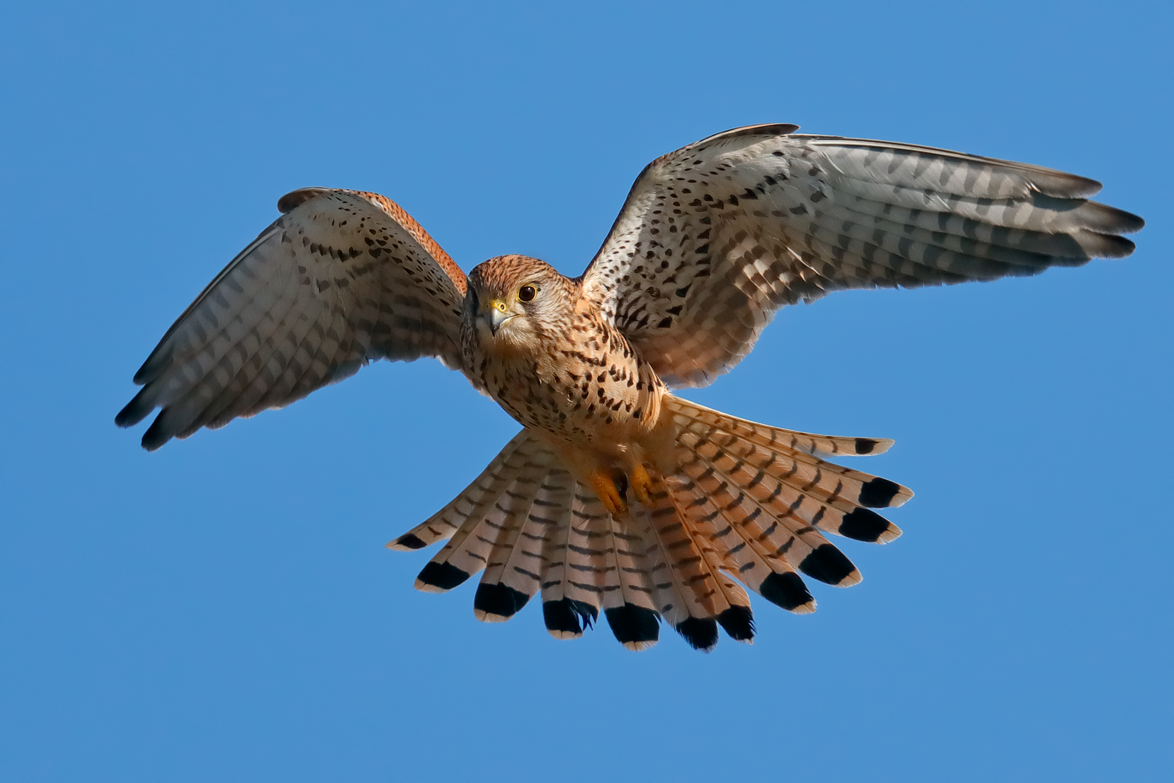 Kestrel