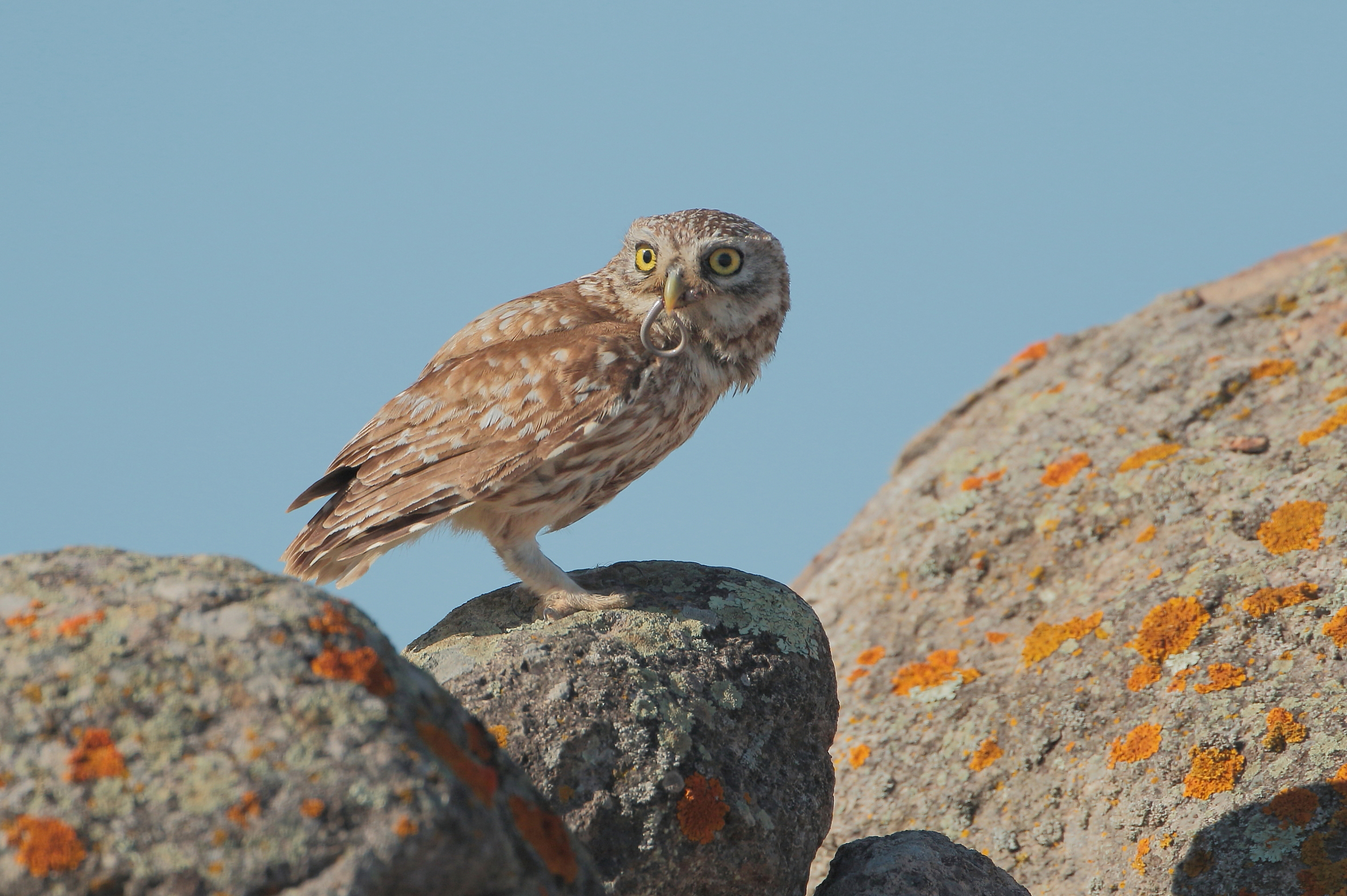 Civetta e luscengola