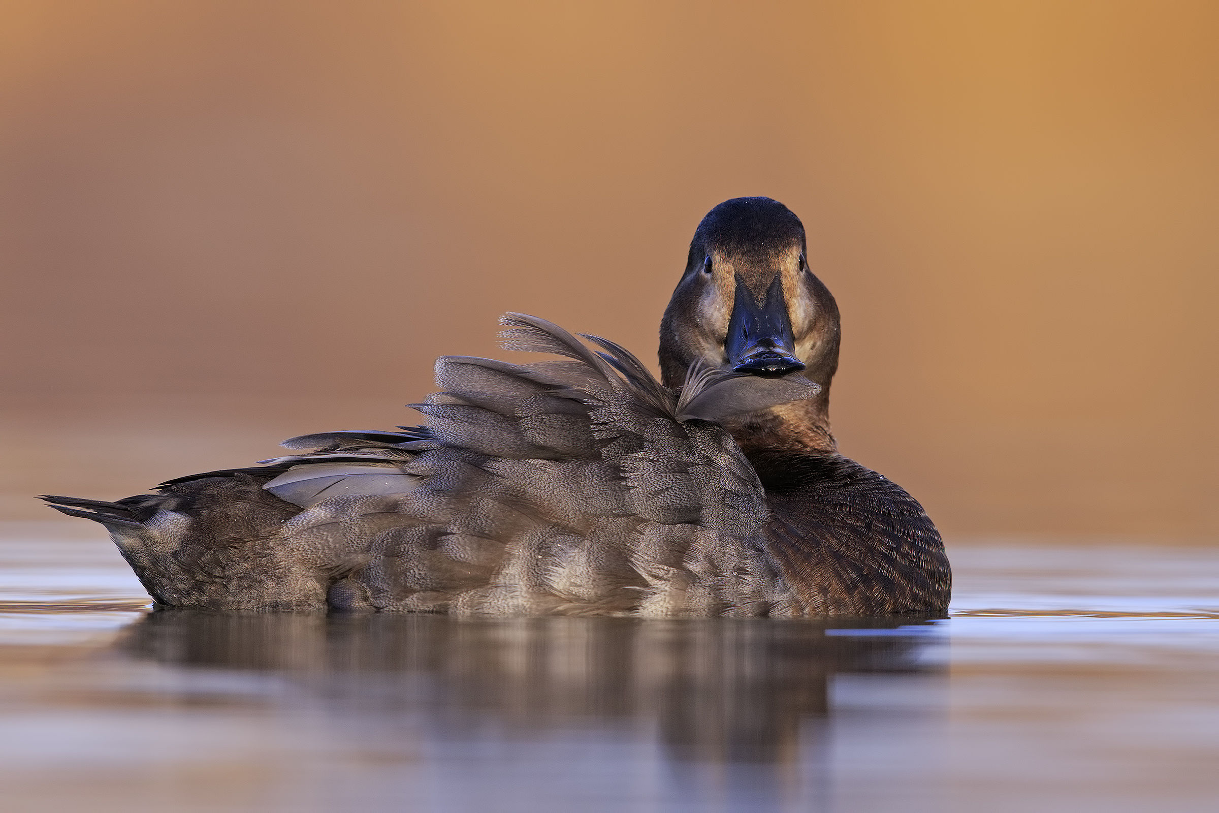 Femmina di Moriglione